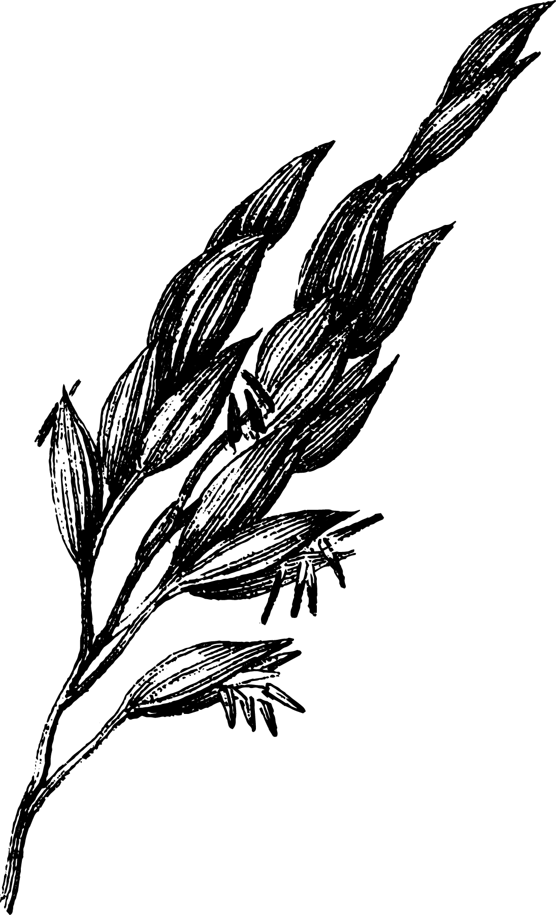 botanical
