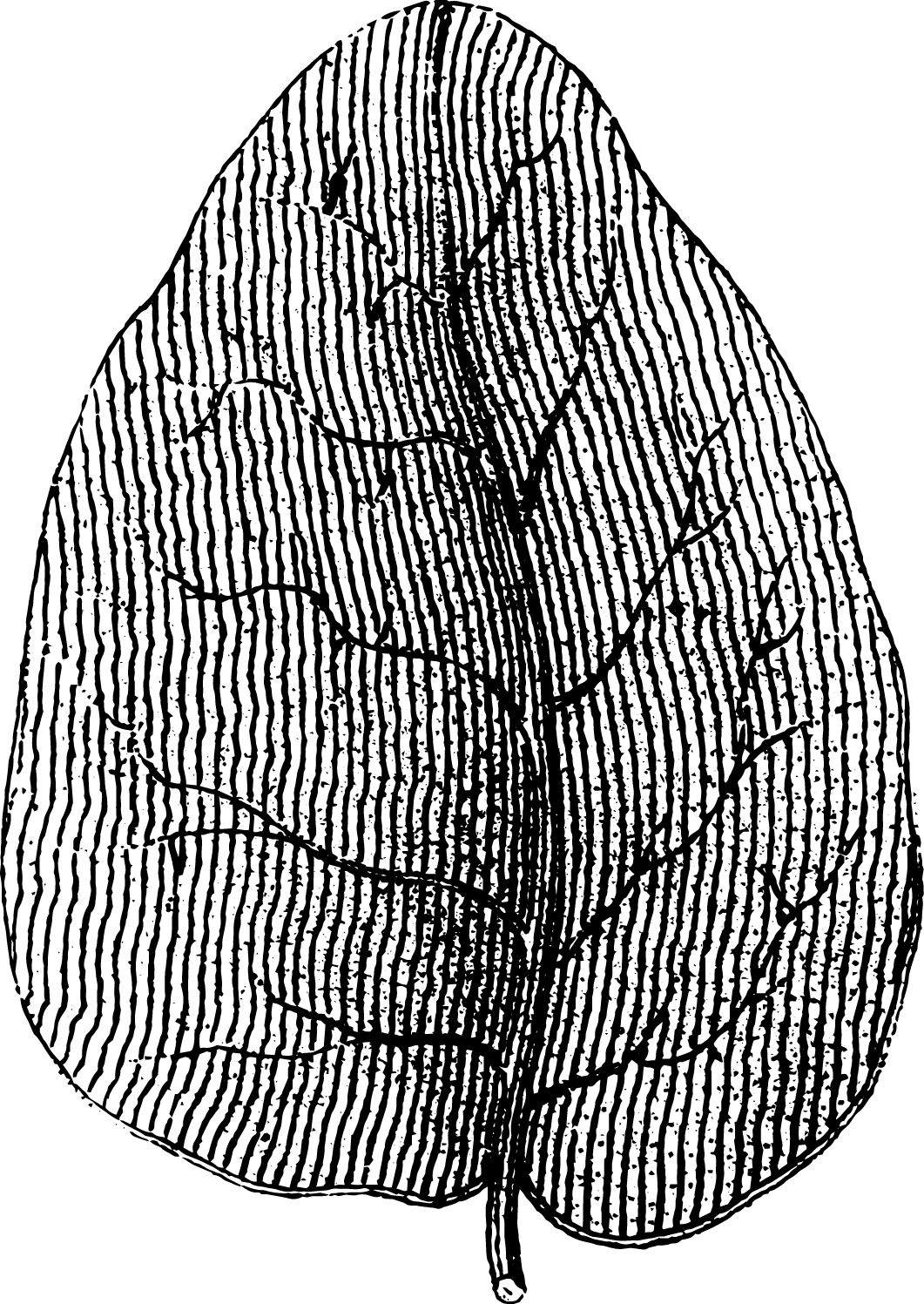 botanical