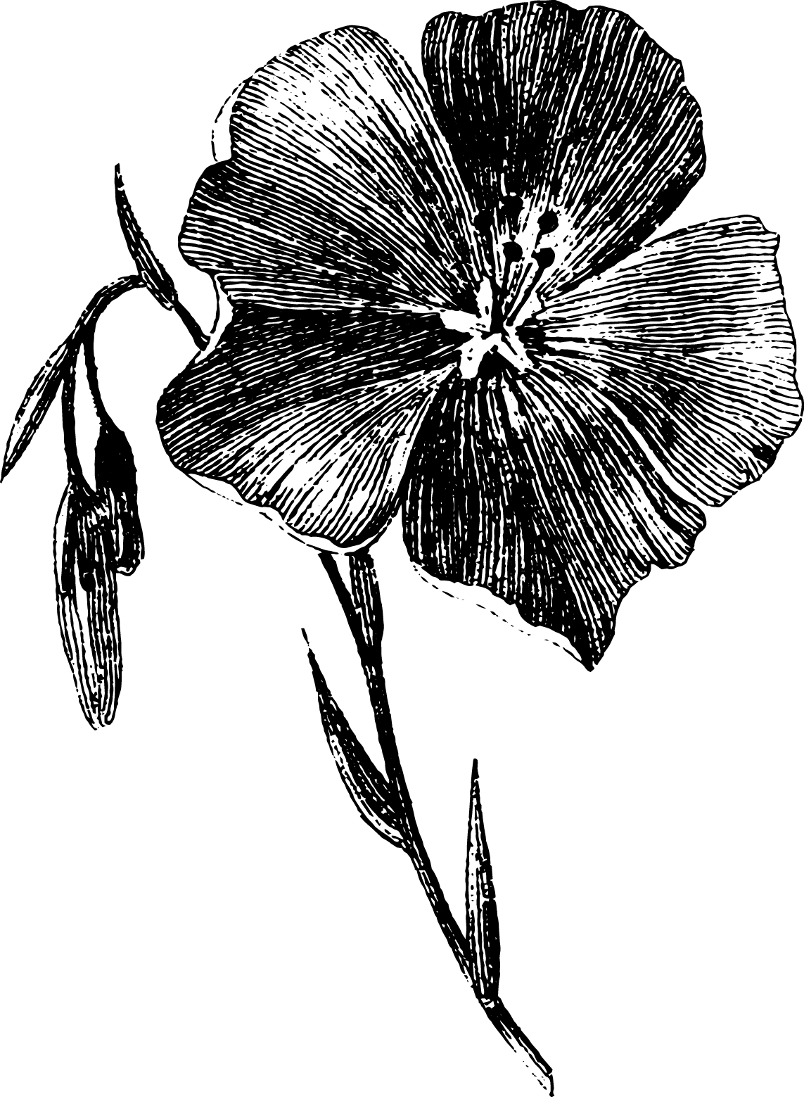 botanical