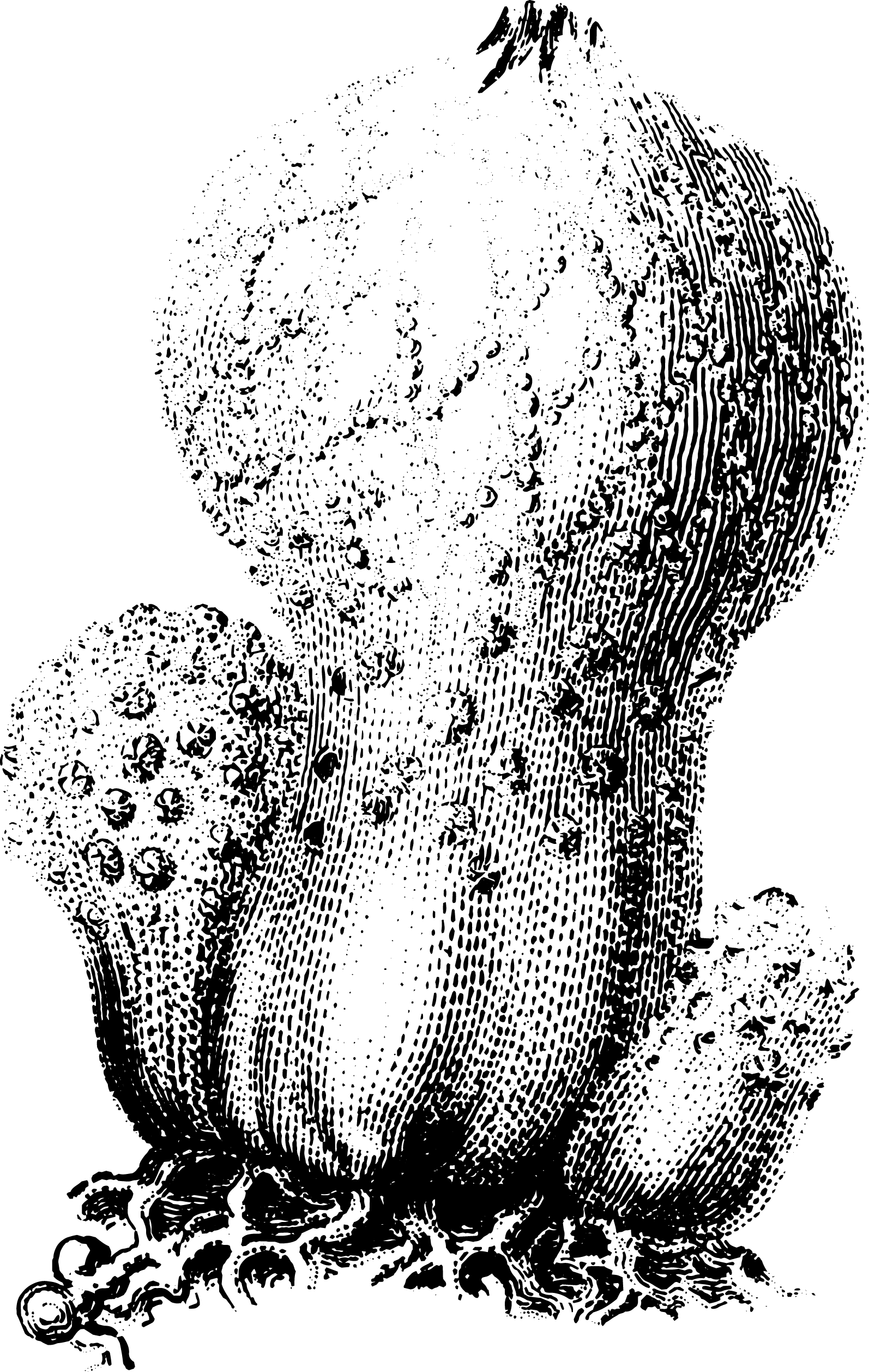 botanical