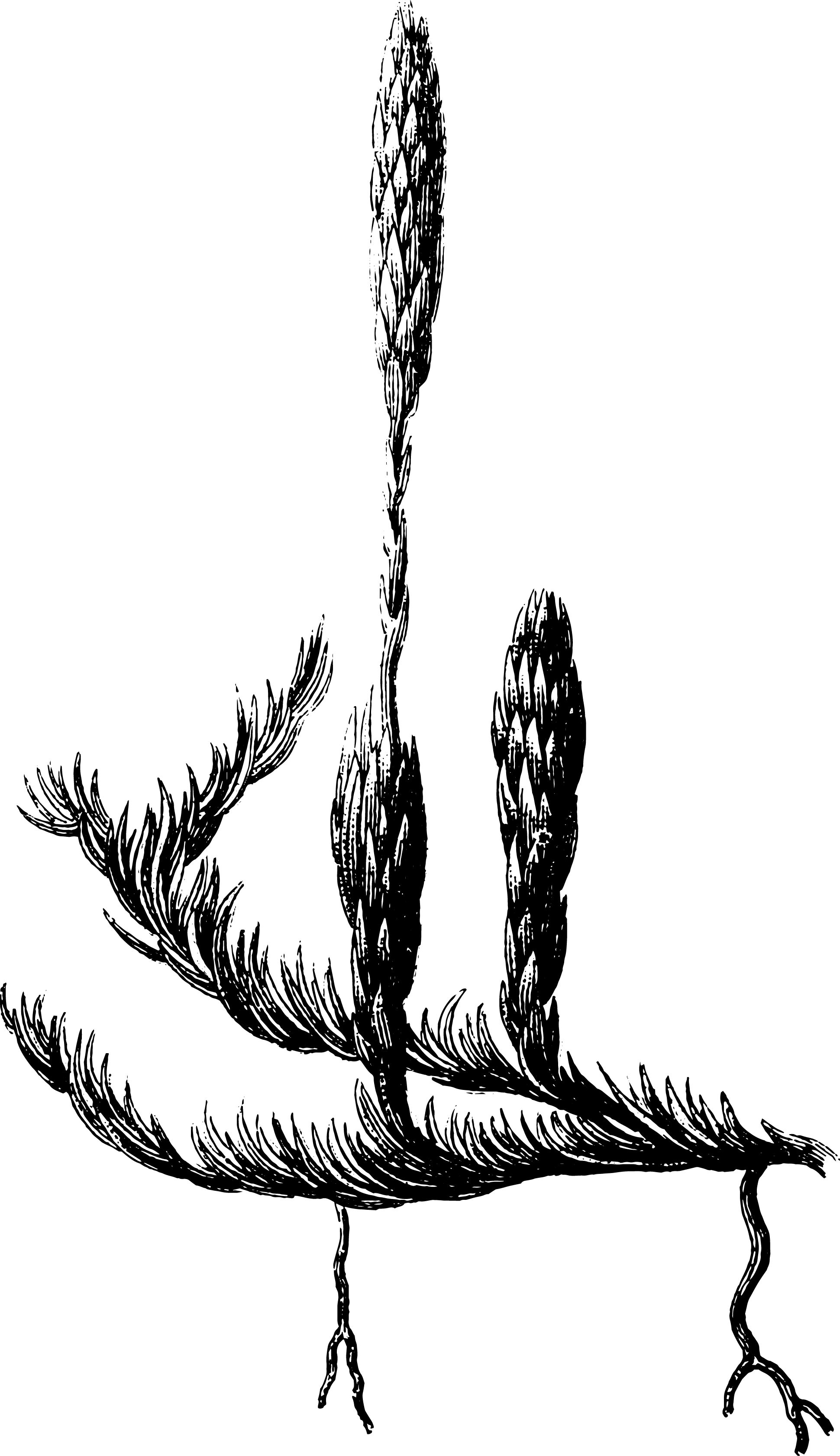botanical