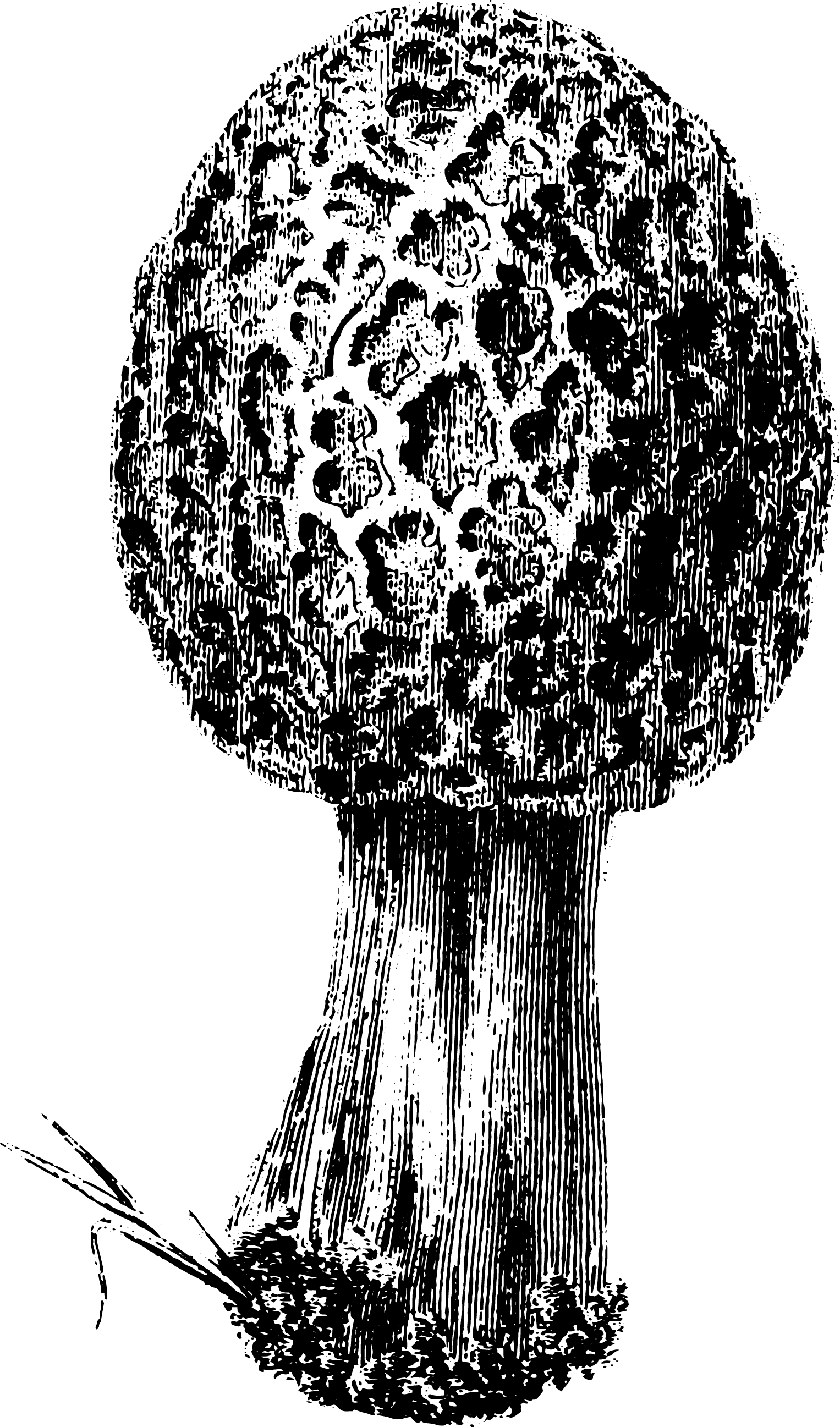 botanical