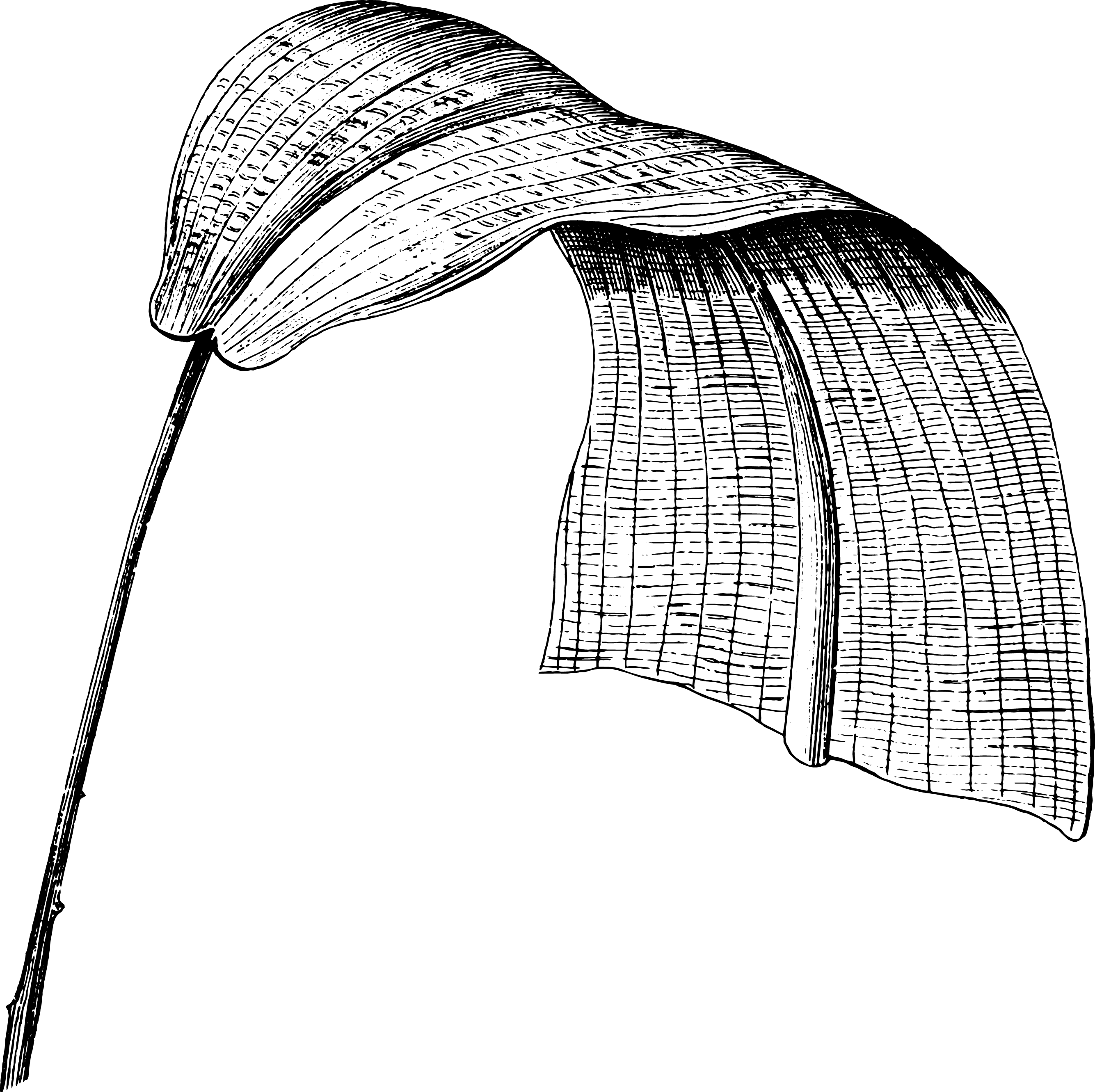 botanical