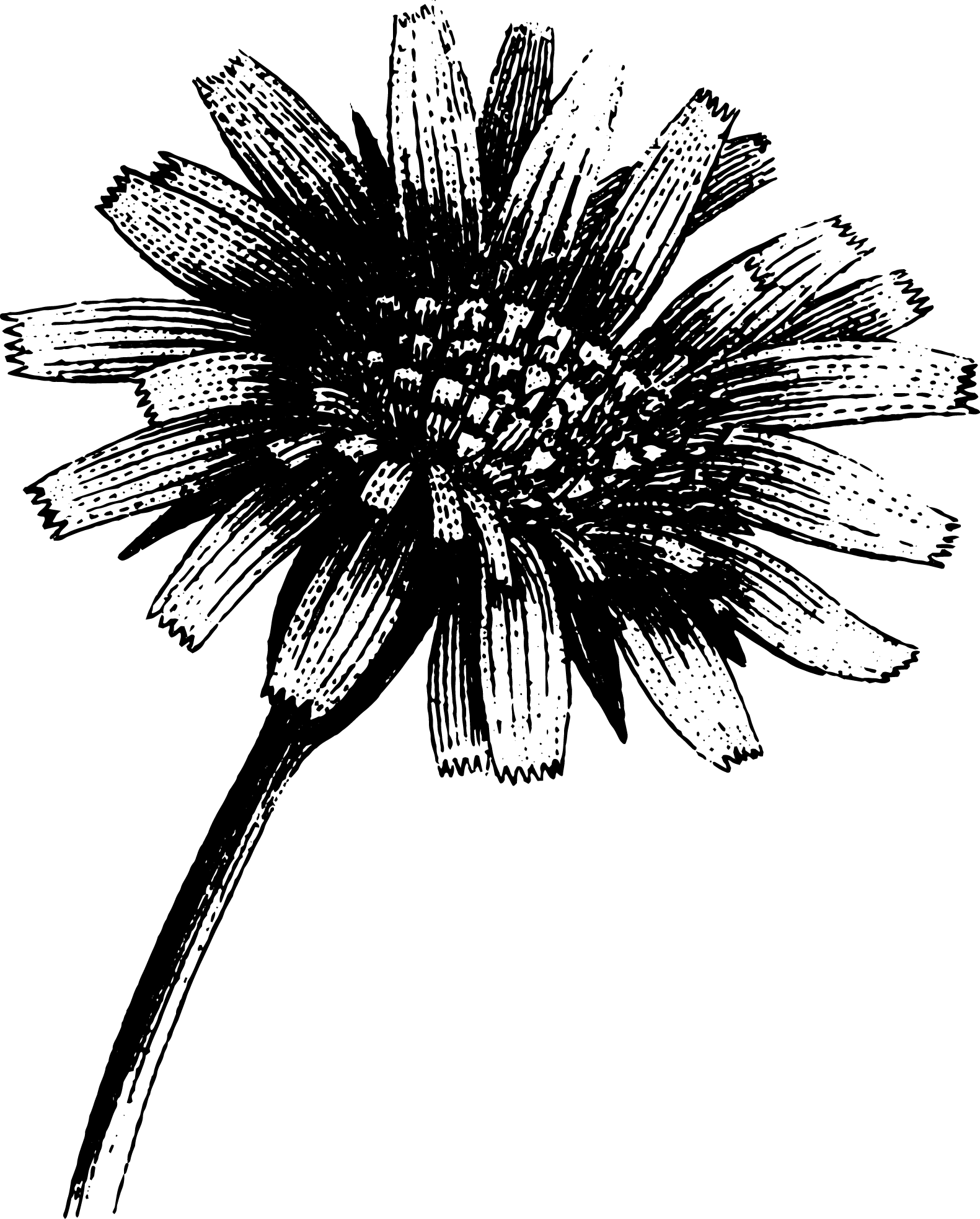 botanical
