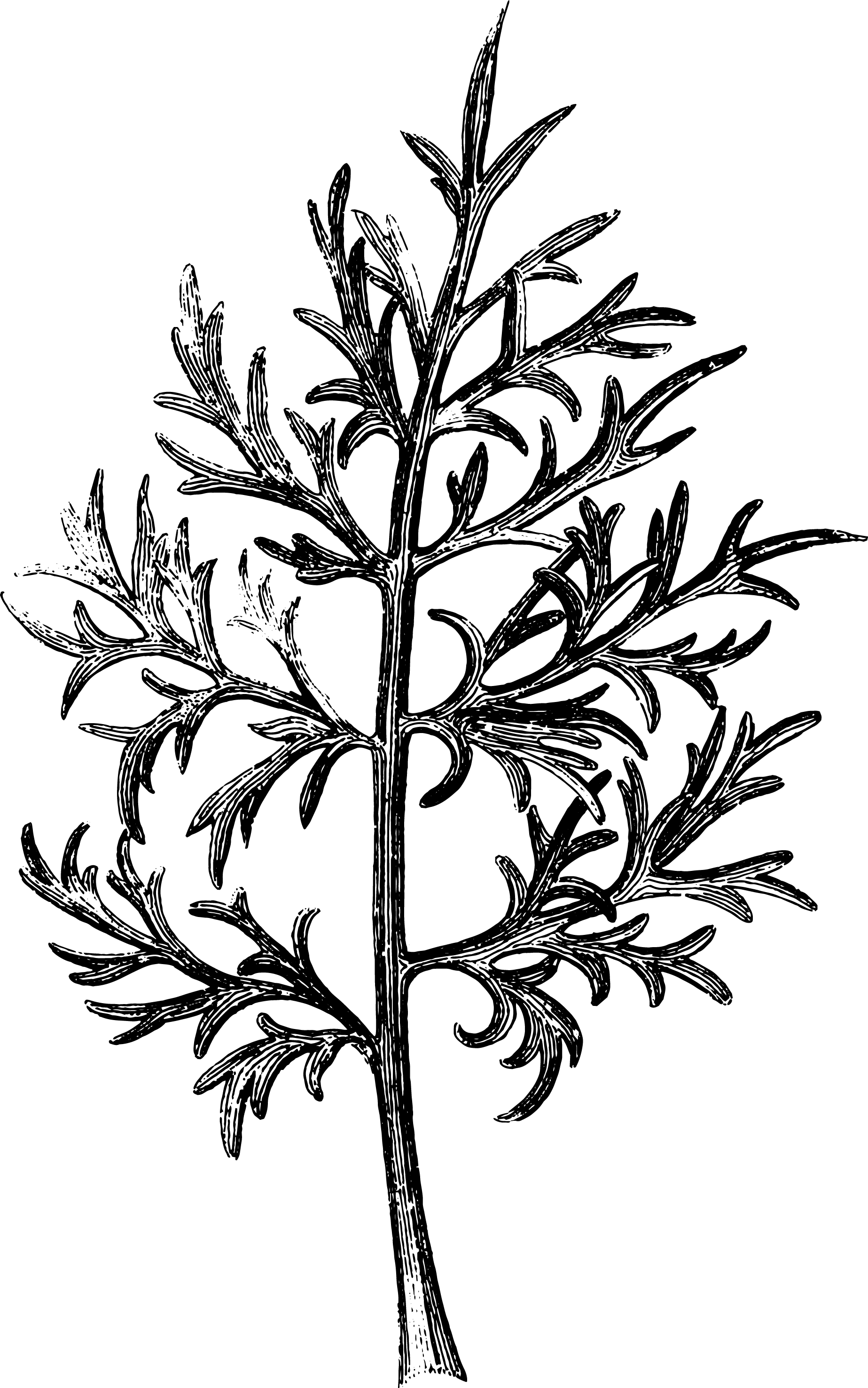 botanical