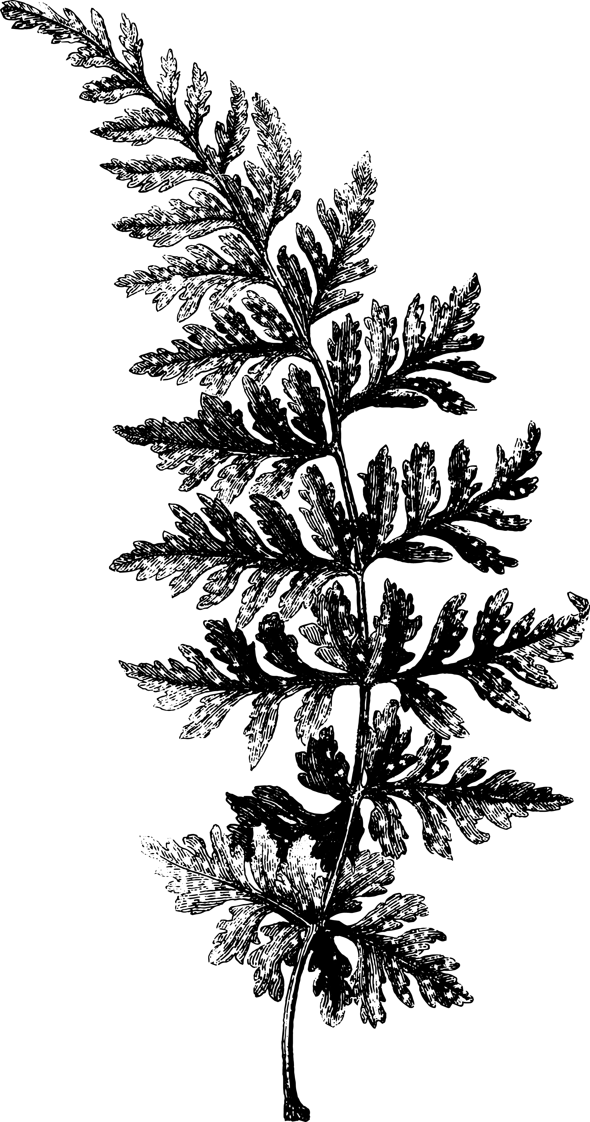 botanical