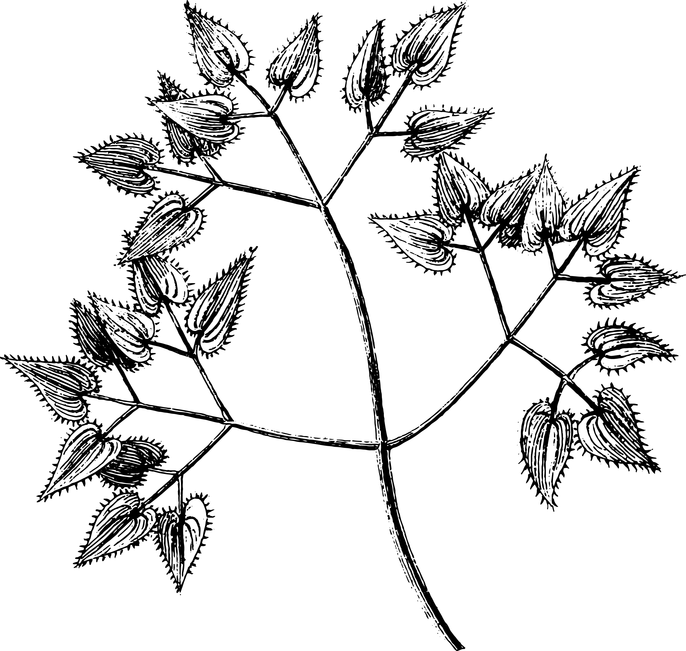 botanical