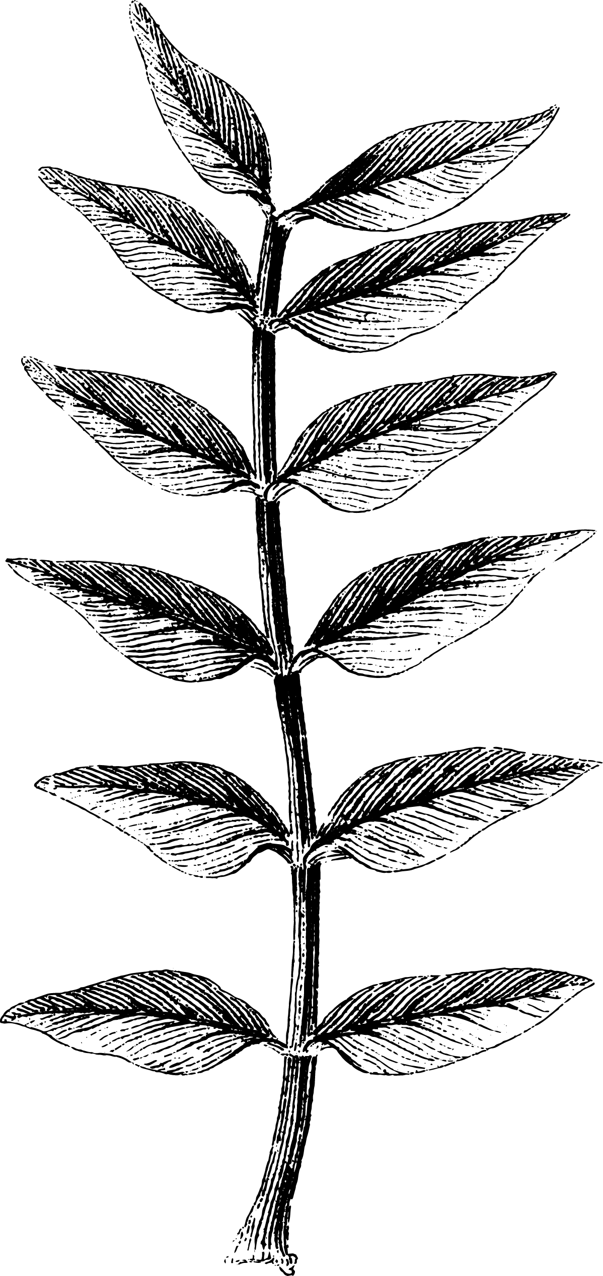 botanical
