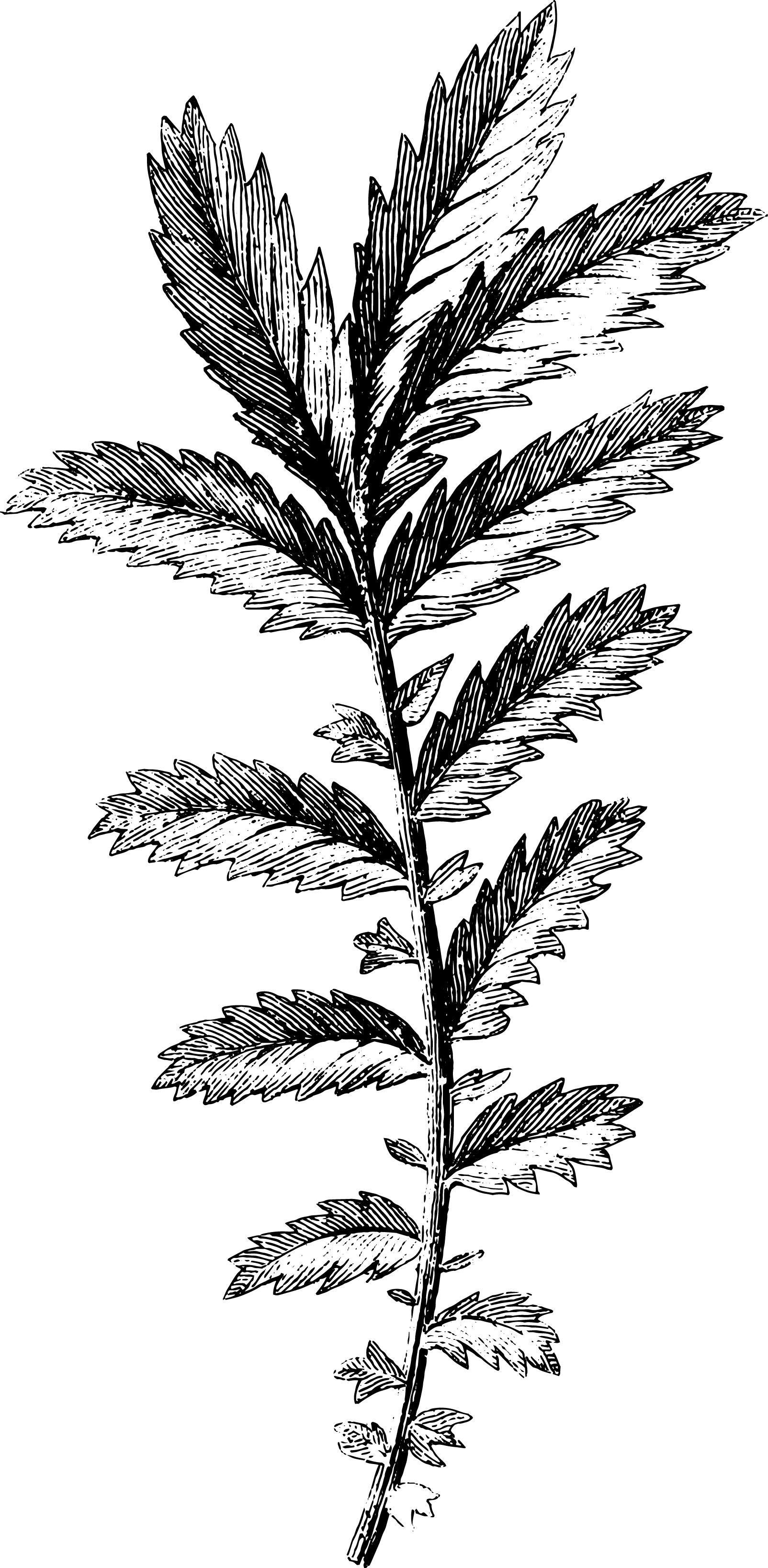 botanical