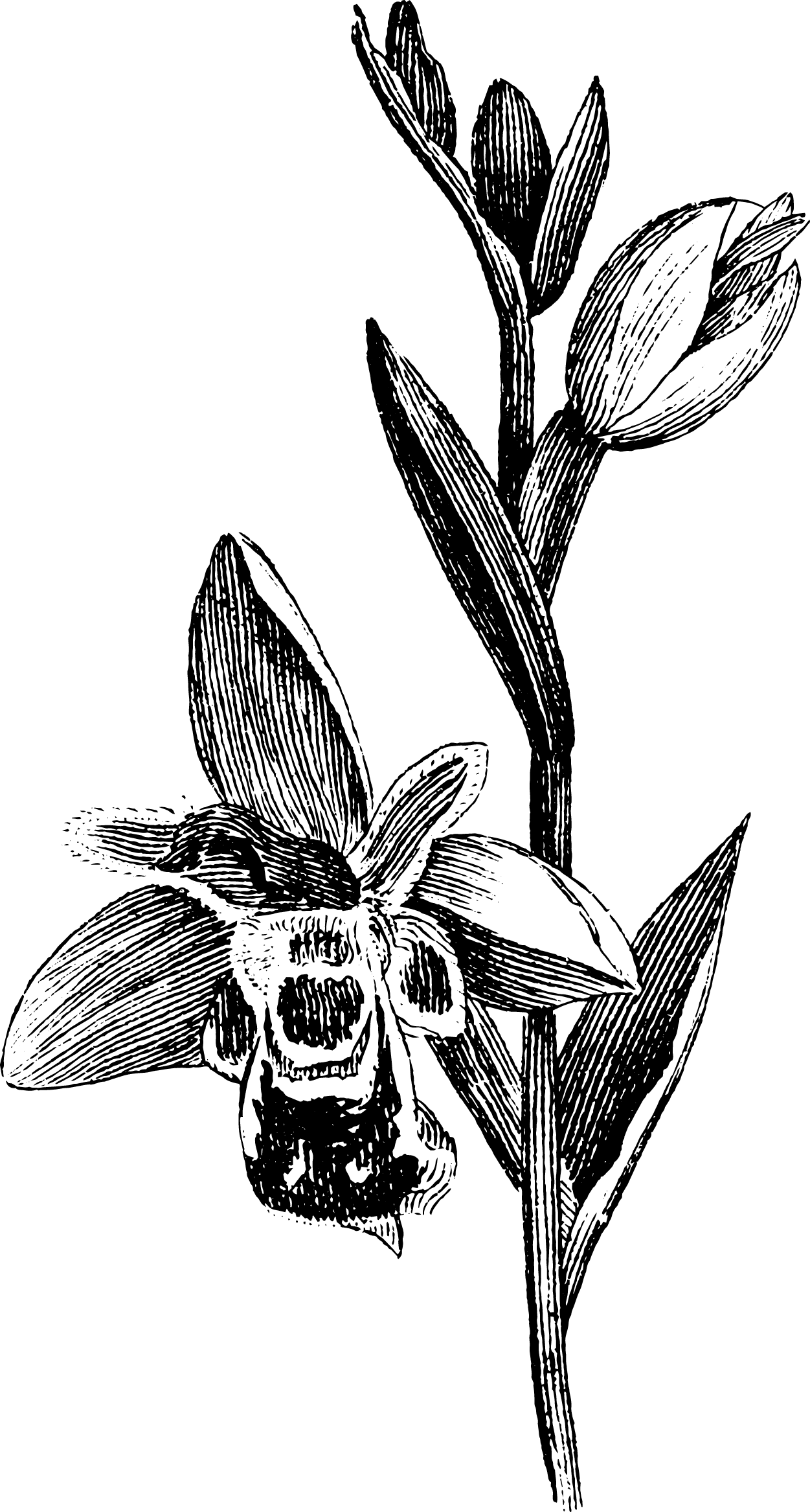 botanical