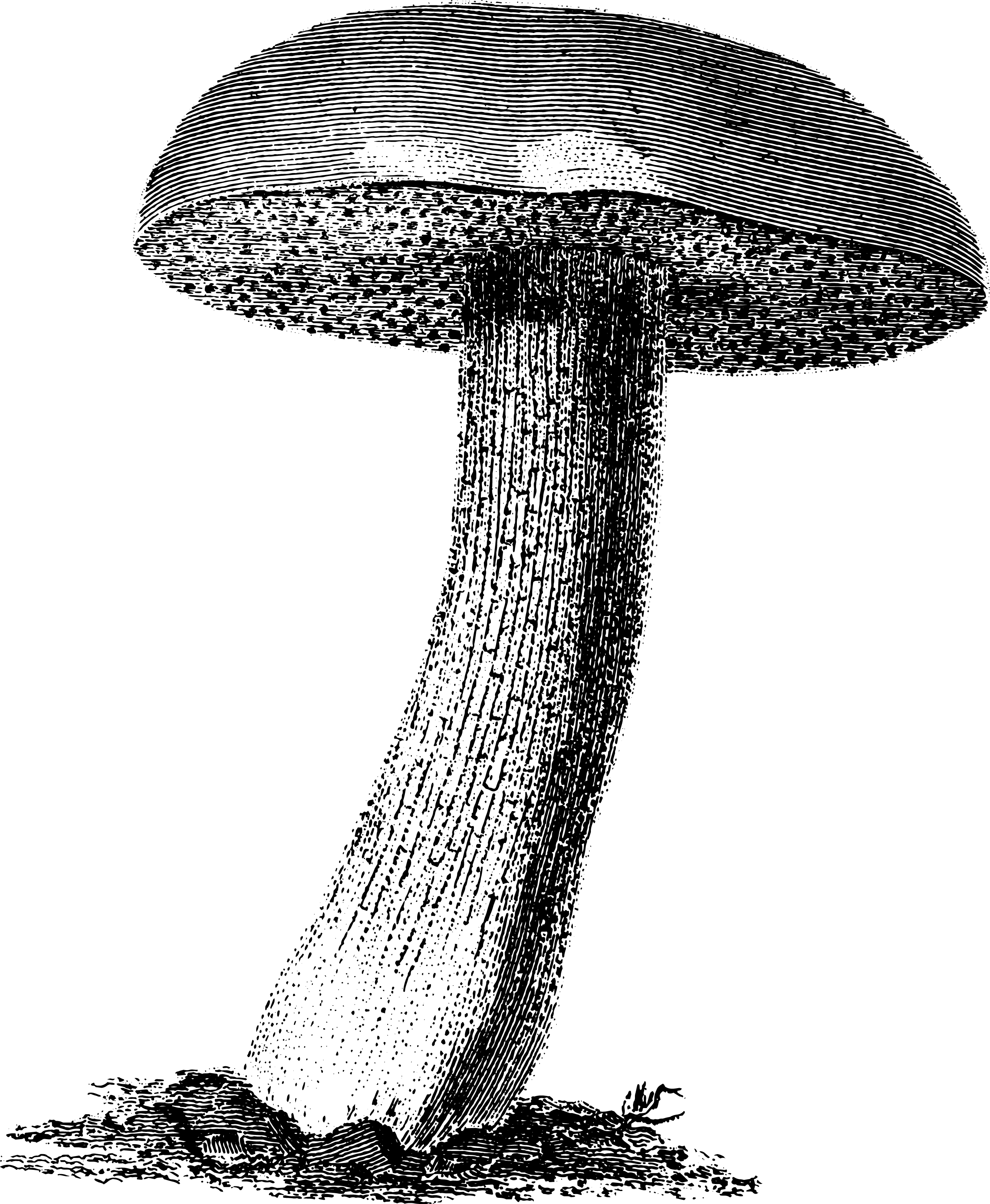 botanical