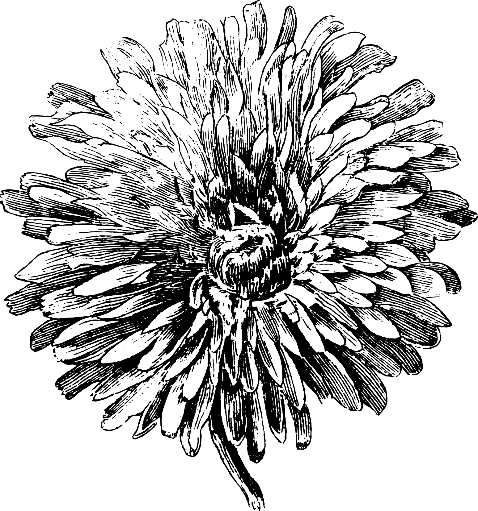 botanical