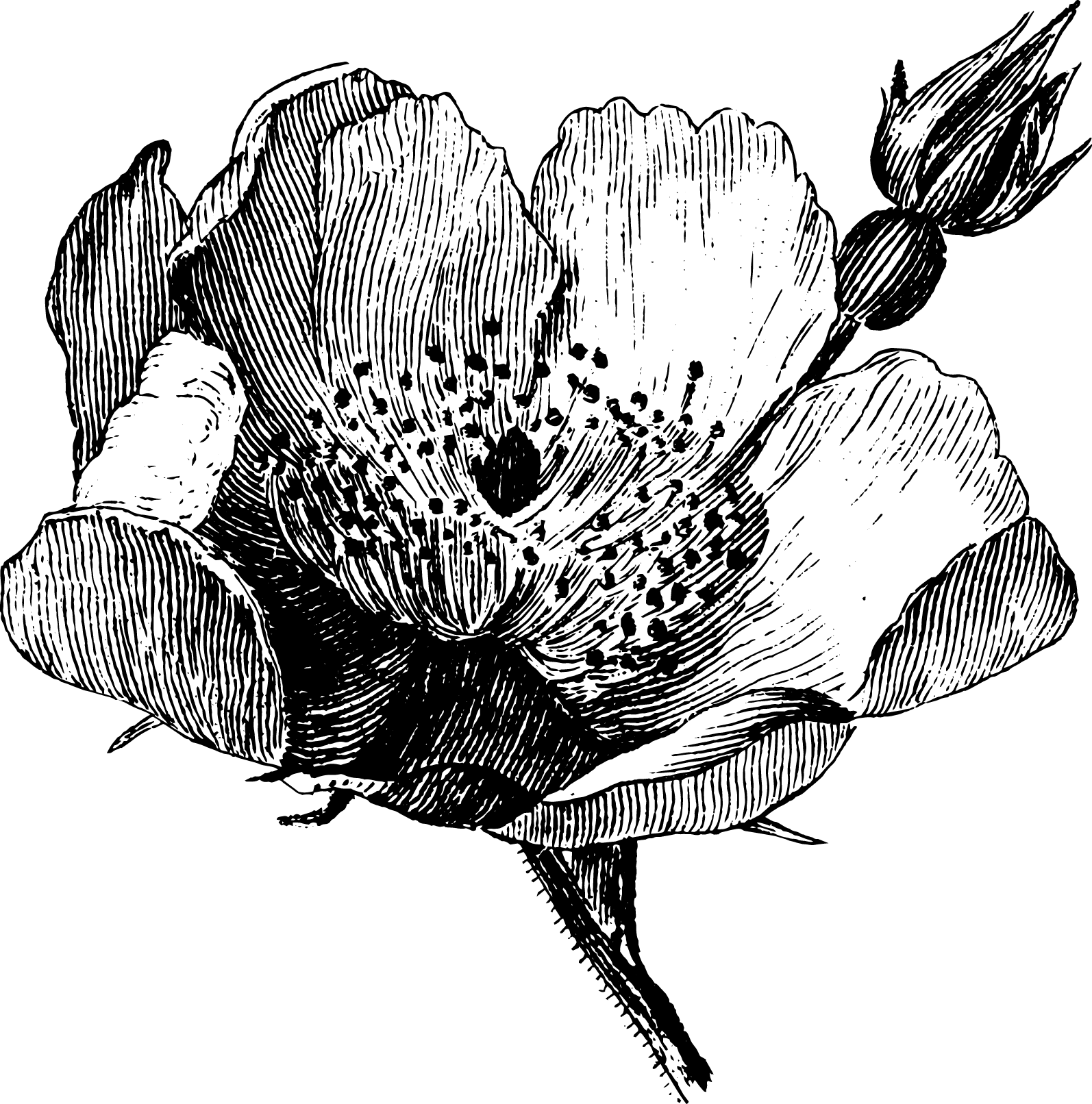 botanical
