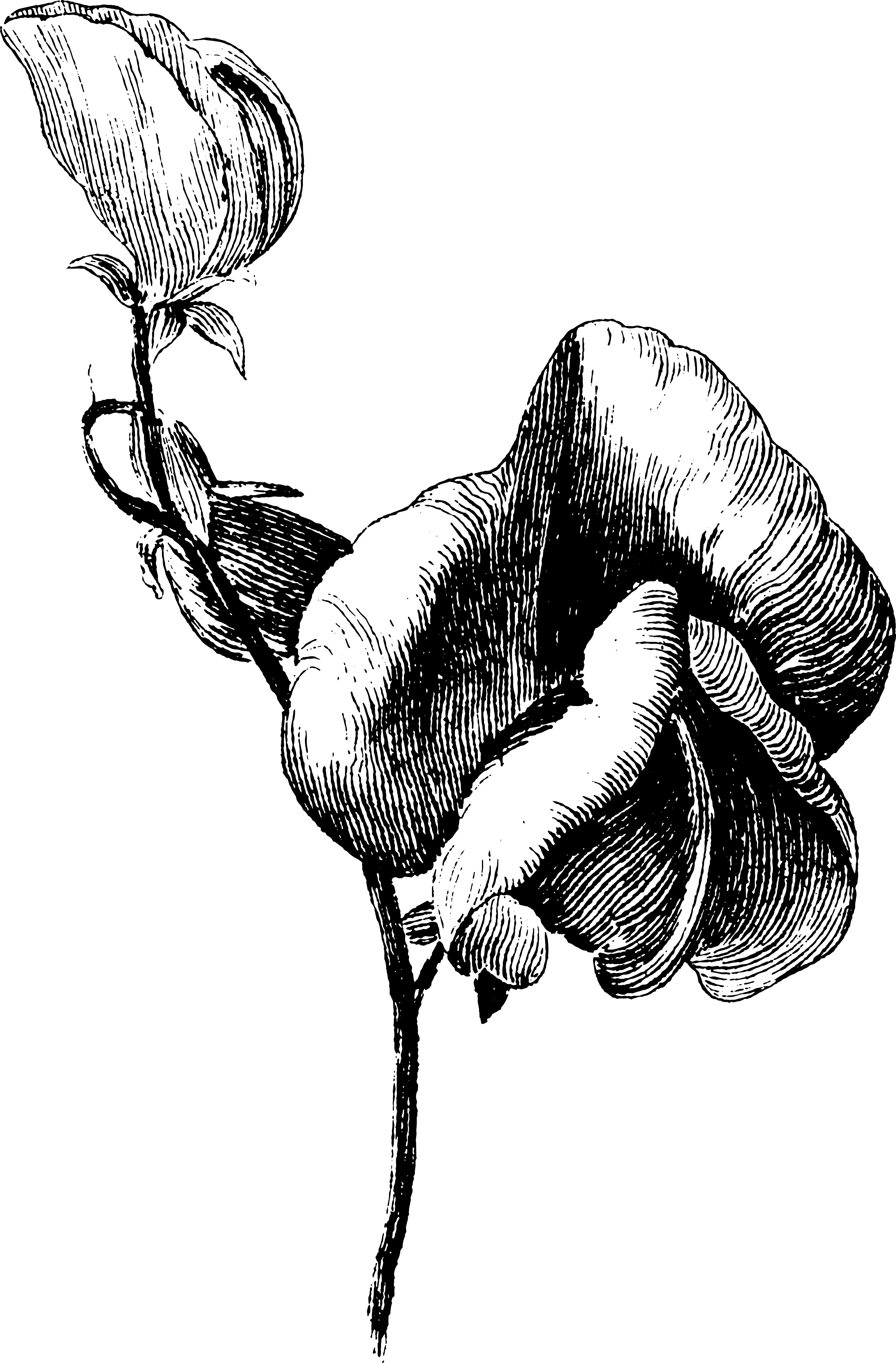 botanical