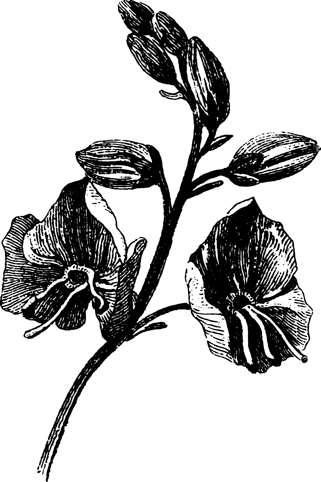 botanical