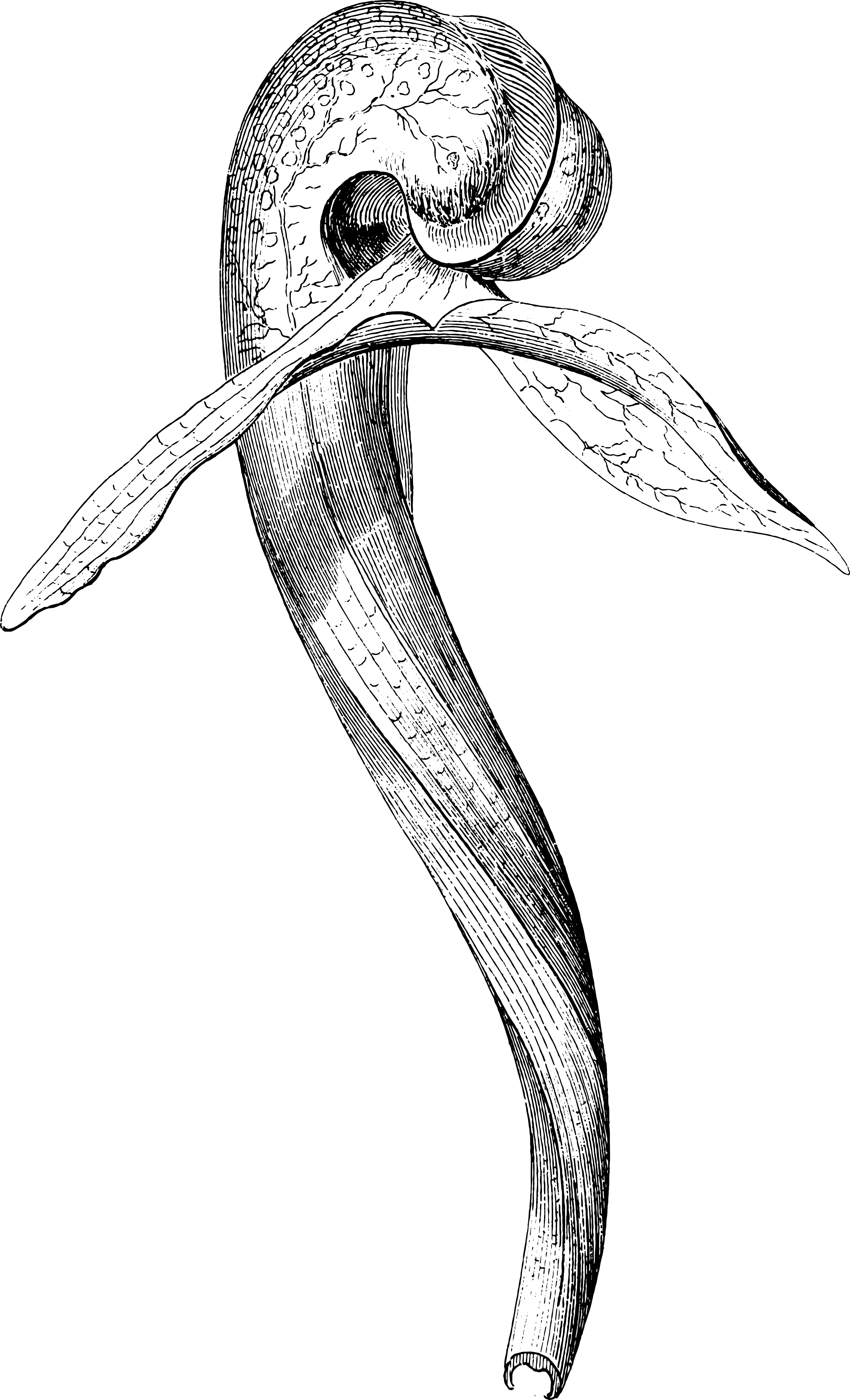 botanical