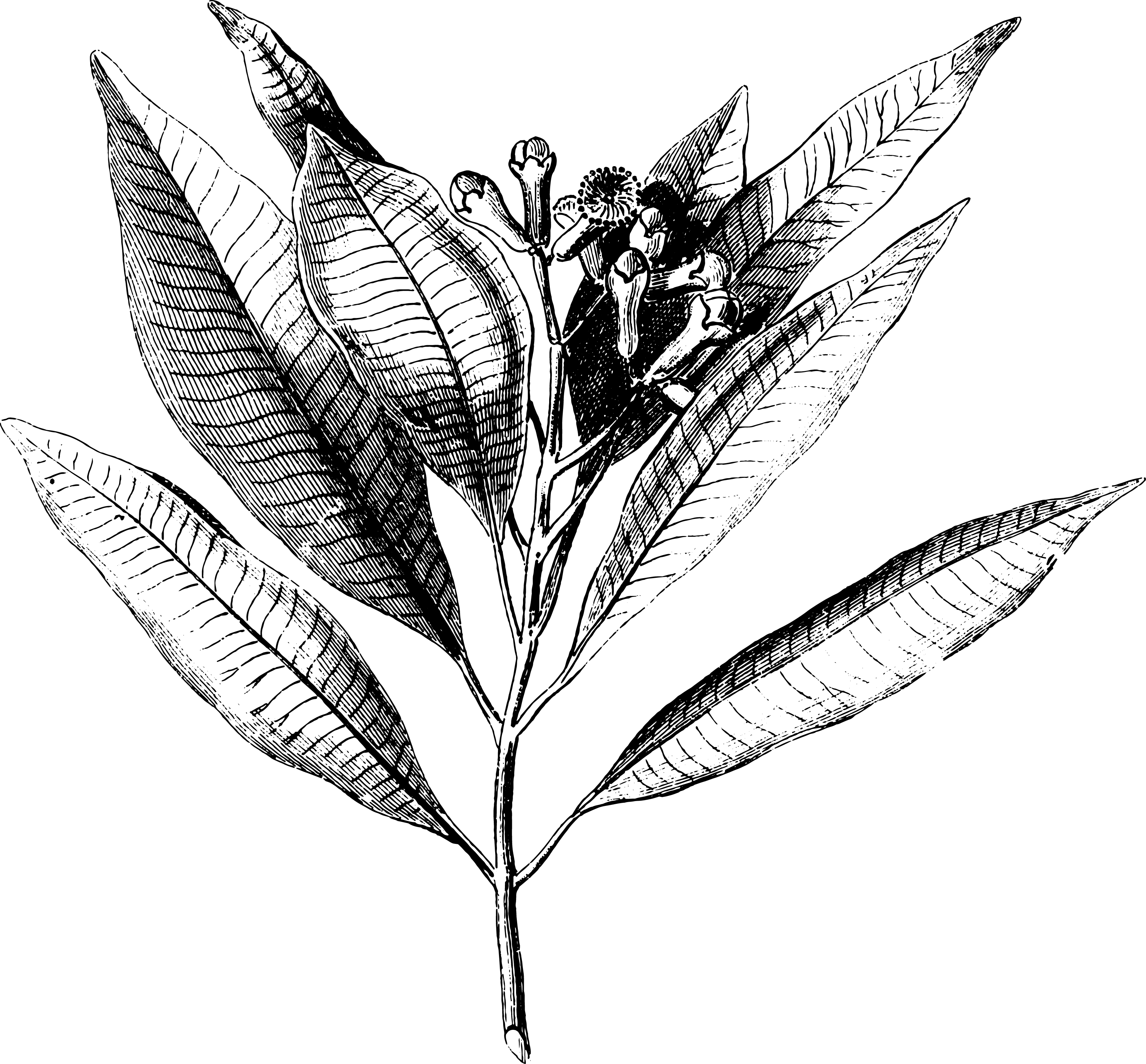 botanical