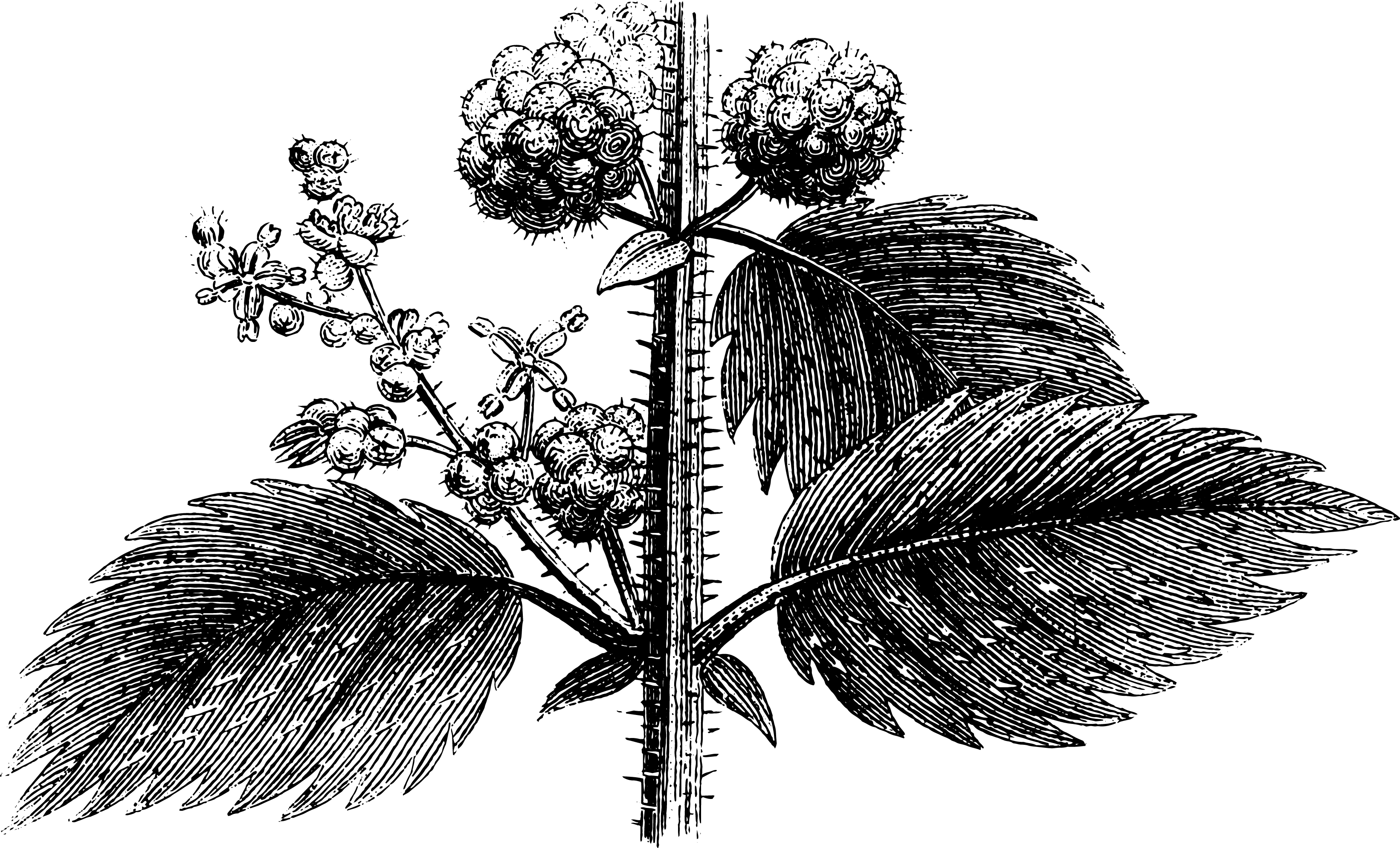 botanical
