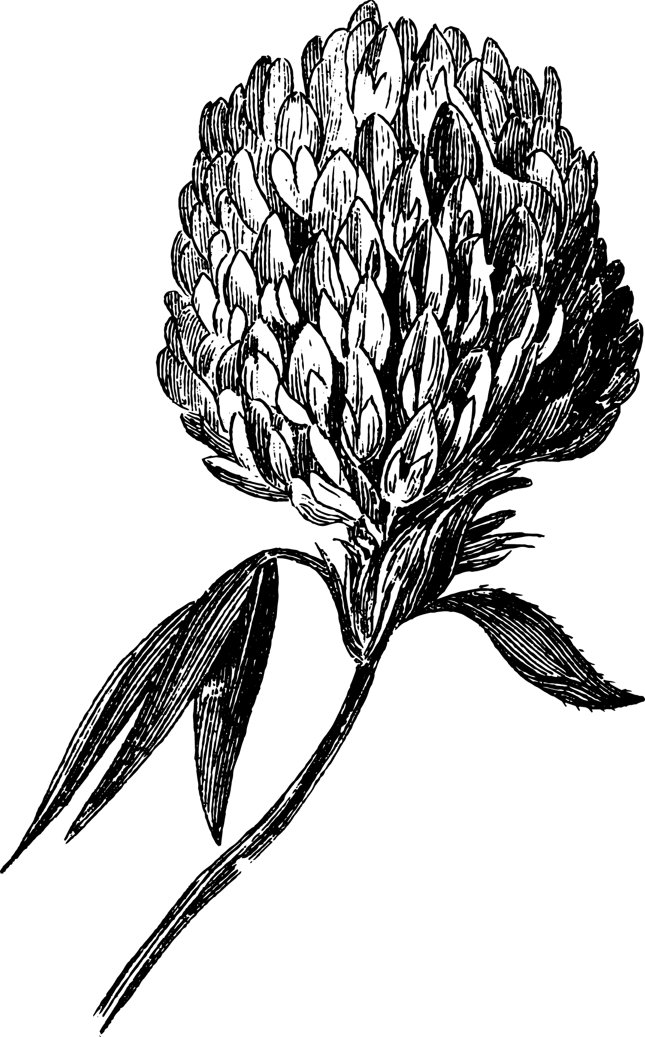 botanical