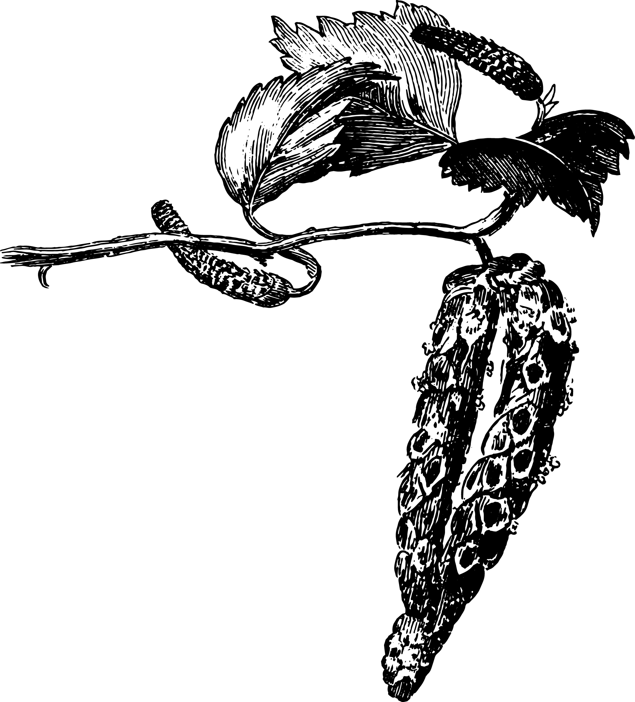 botanical