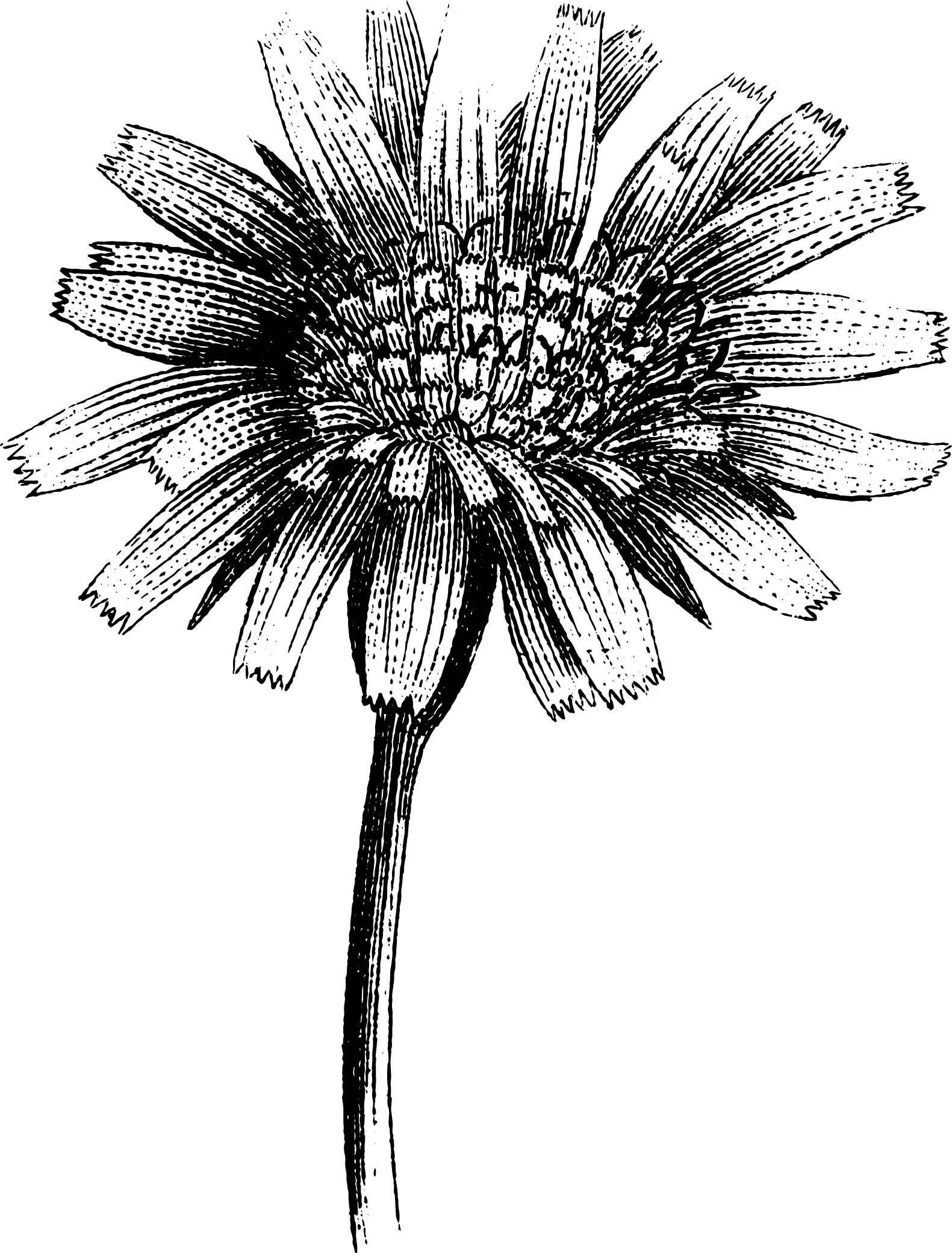botanical