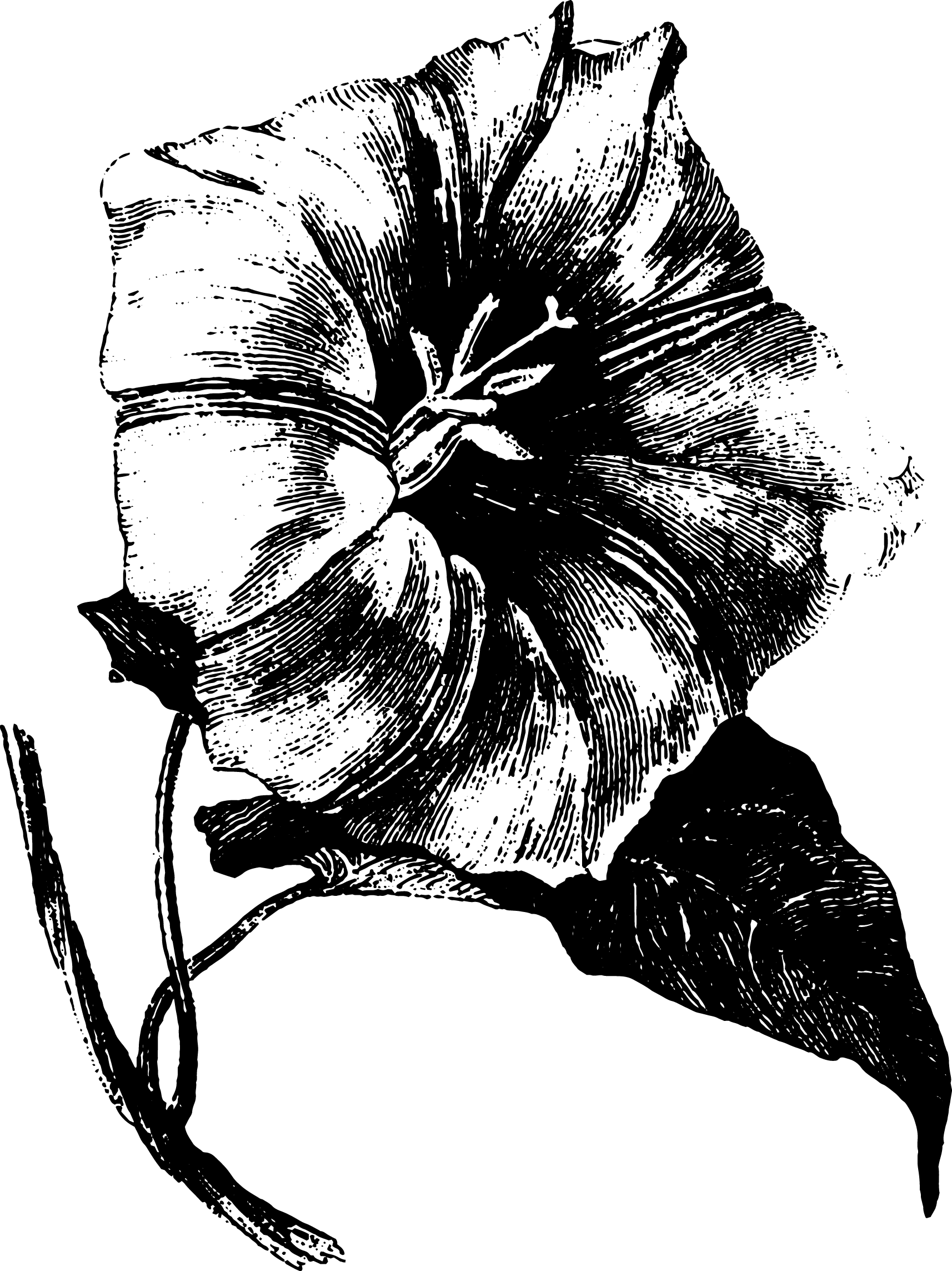 botanical