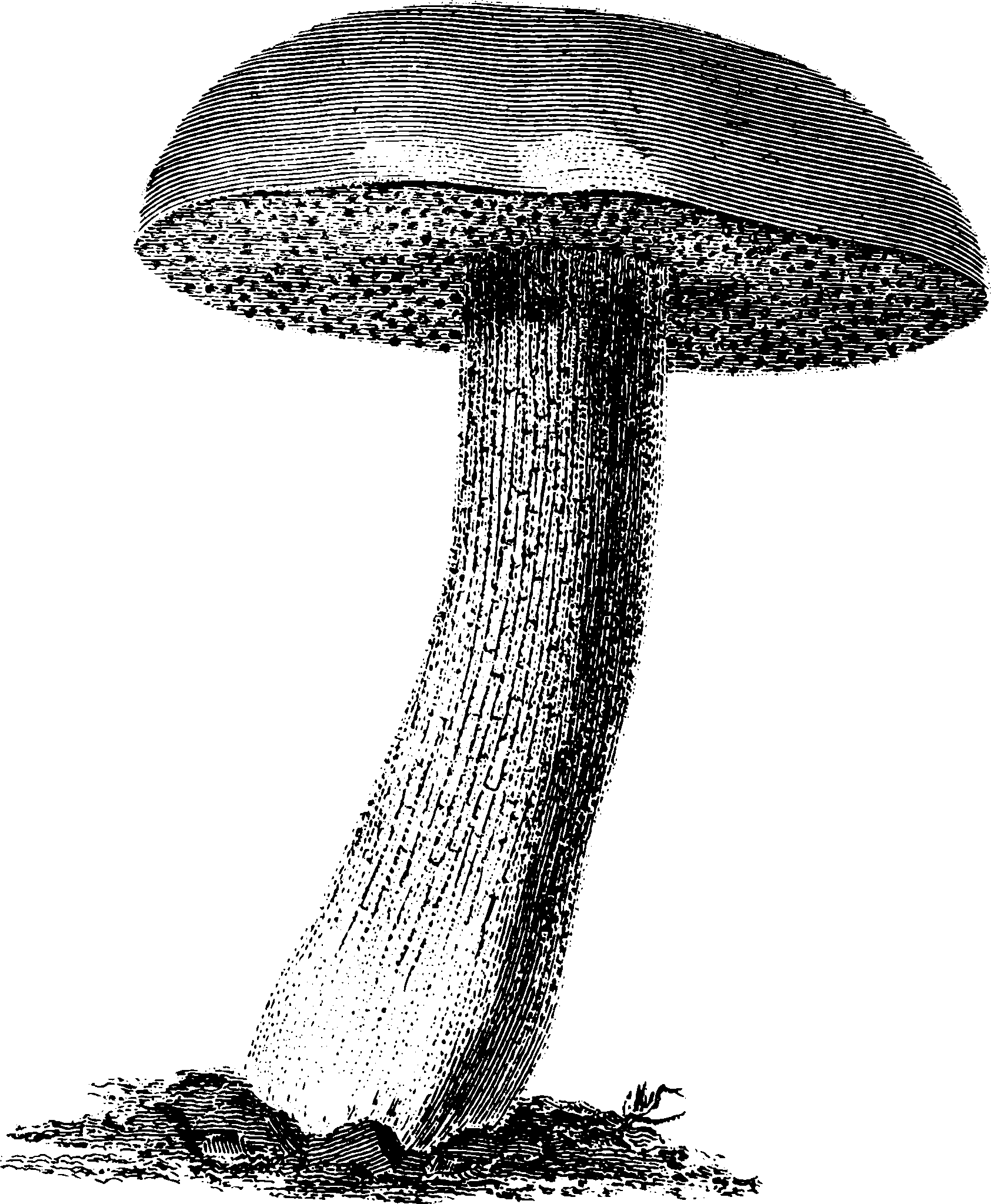 botanical boletus scaled