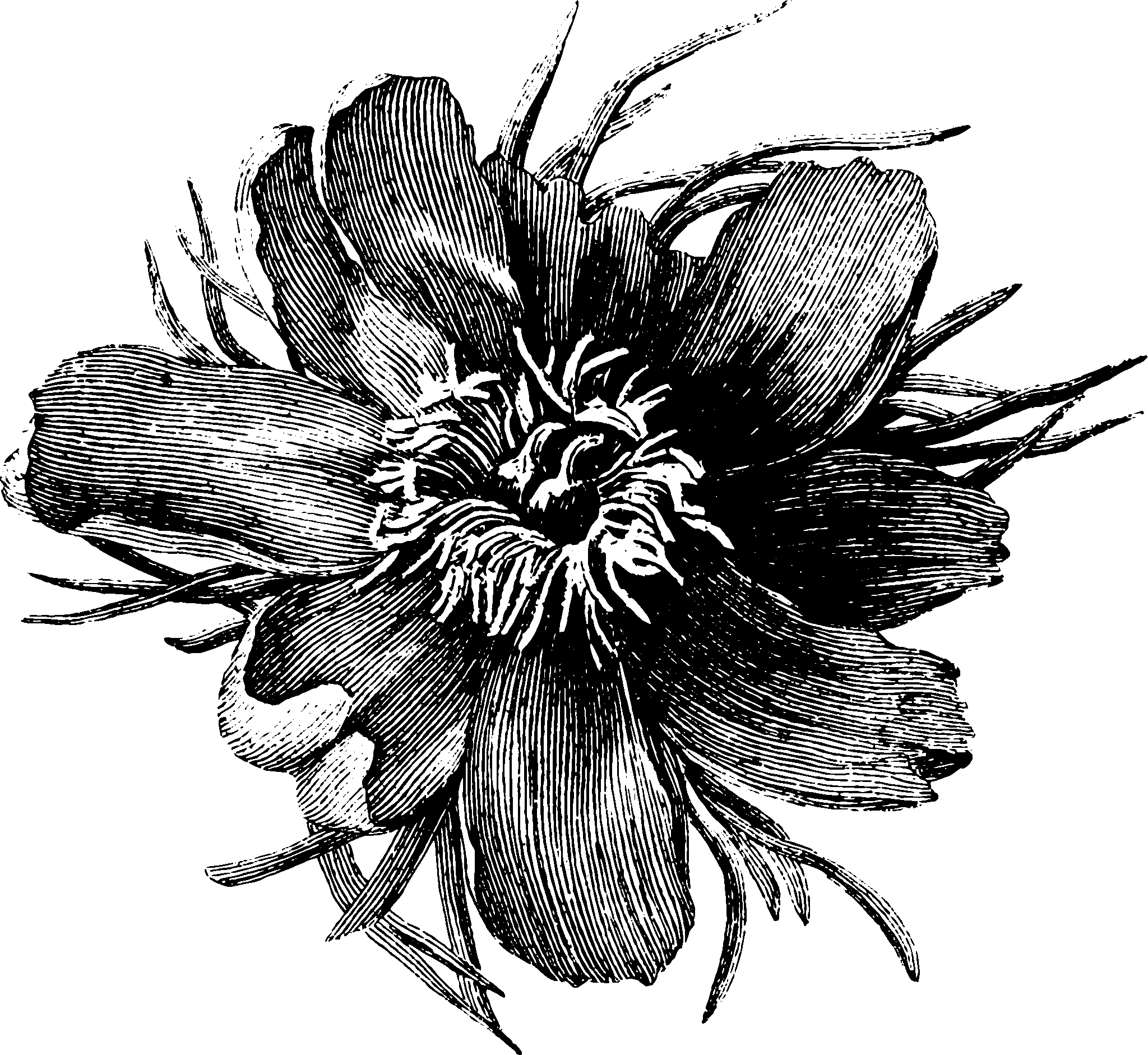 botanical botany7 scaled