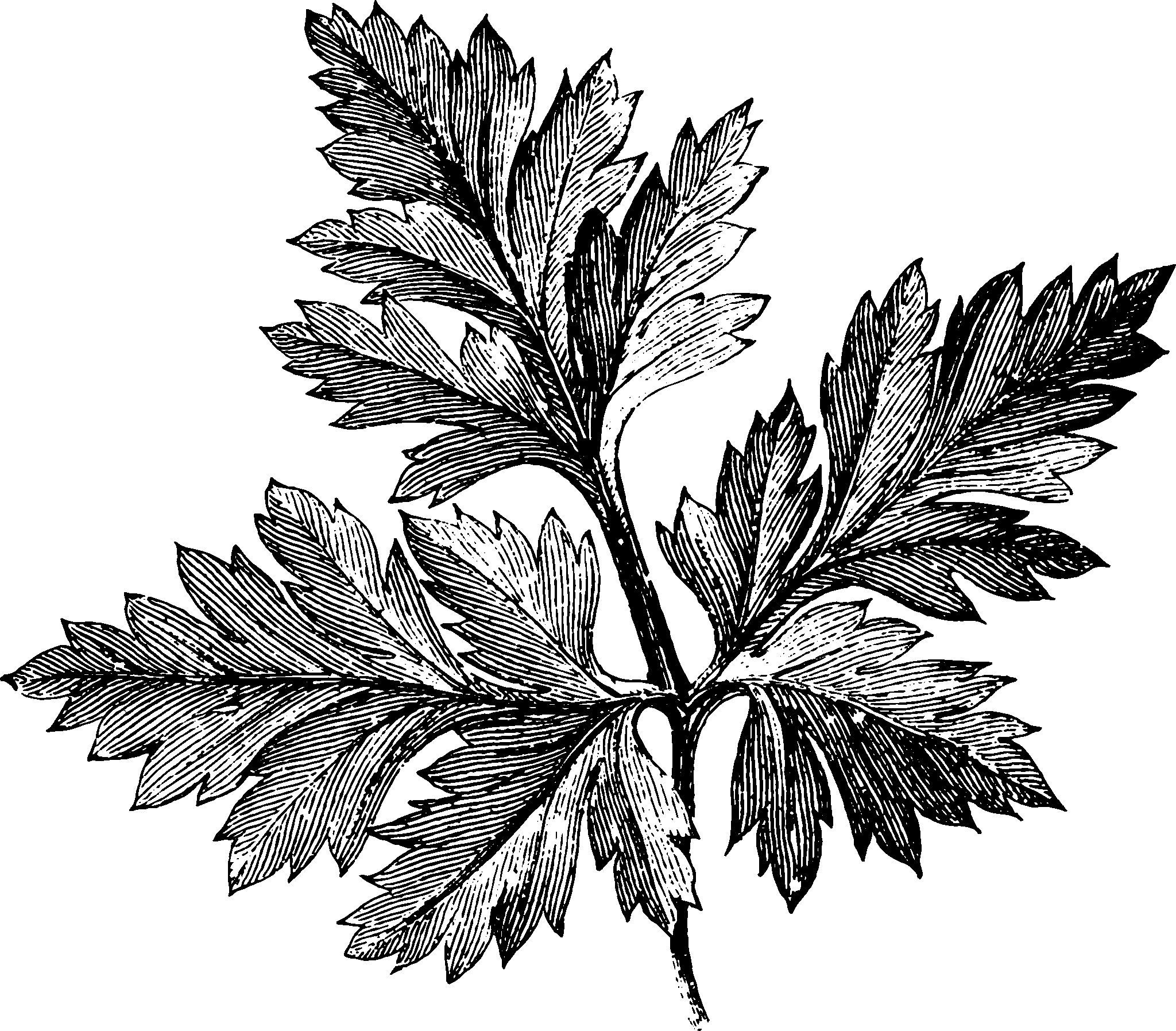 botanical compound leaf10 scaled