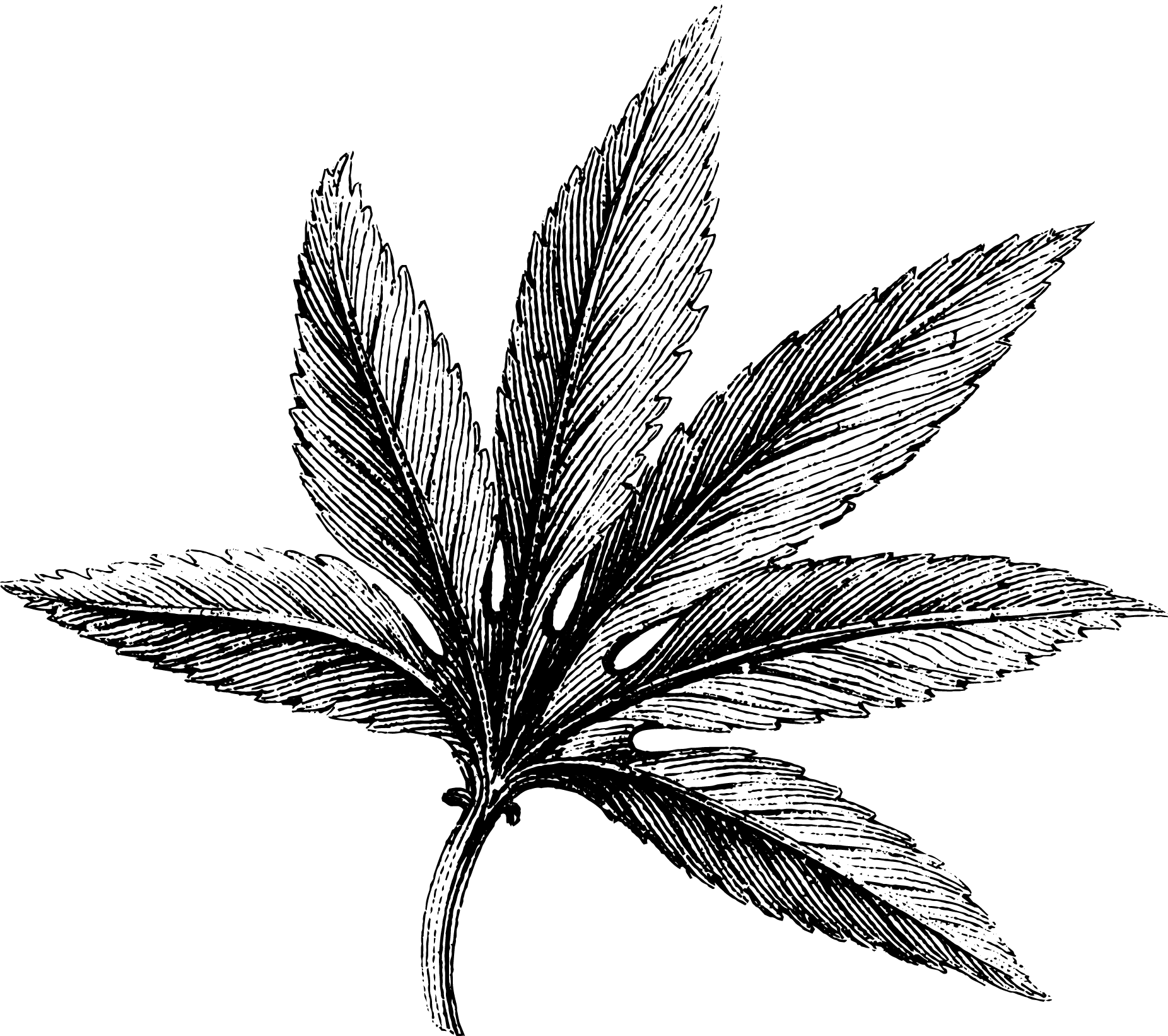 botanical compound leaf3