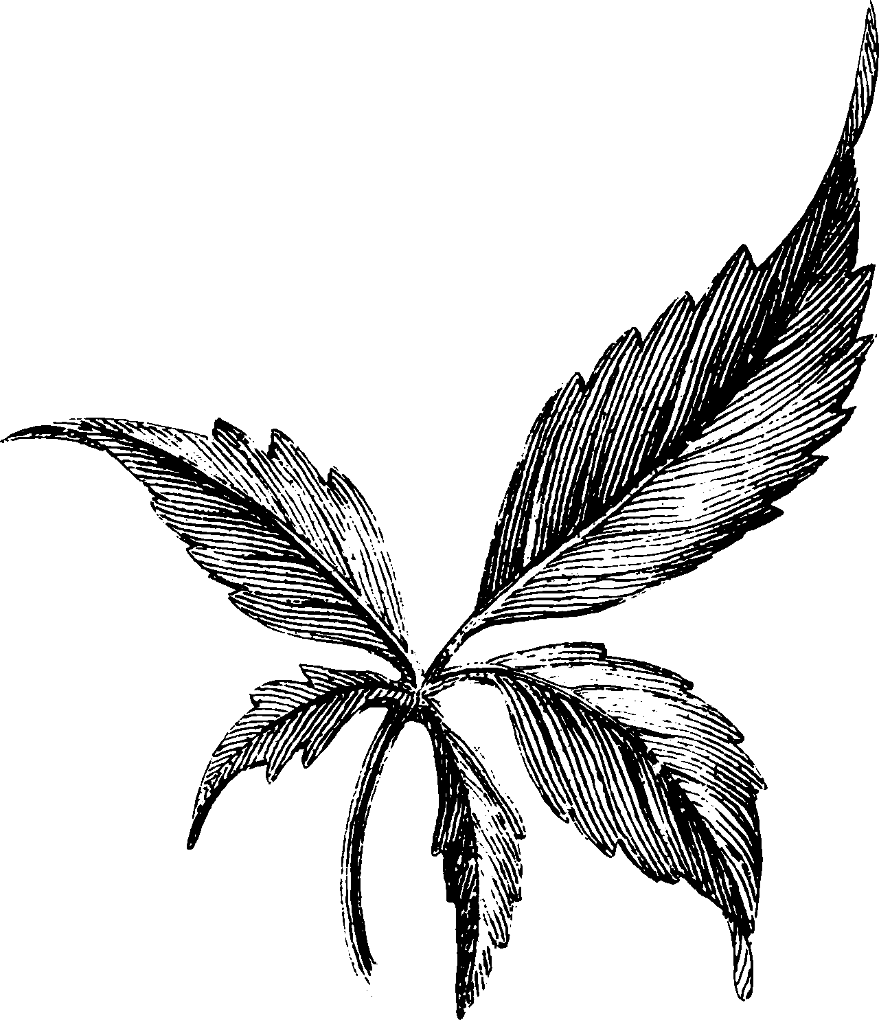 botanical compound leaf8