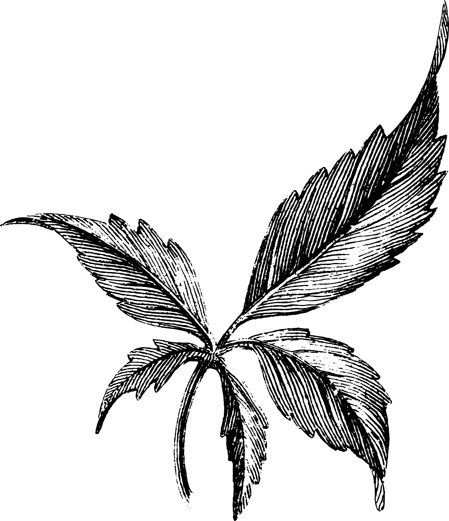 botanical compound leaf8
