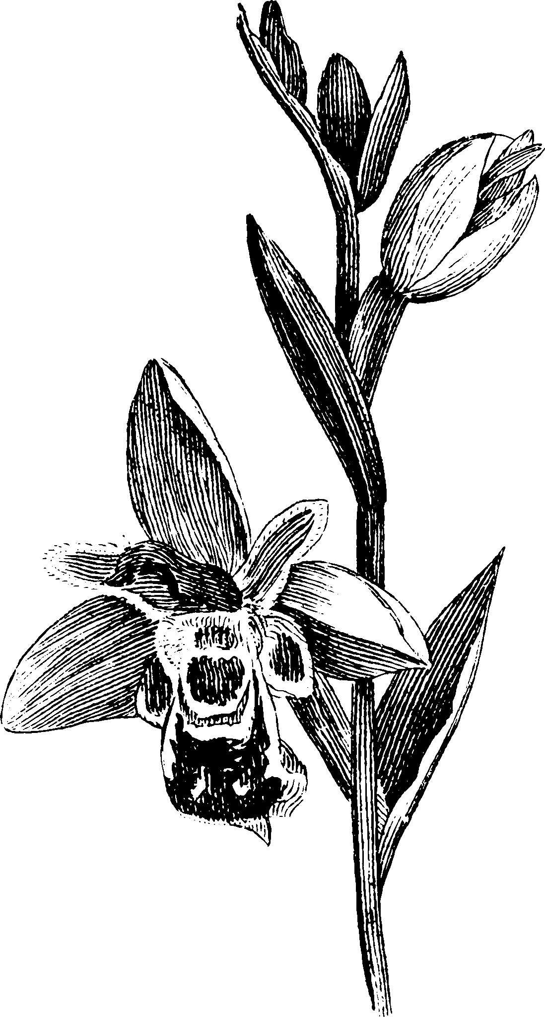 botanical corolla15 scaled