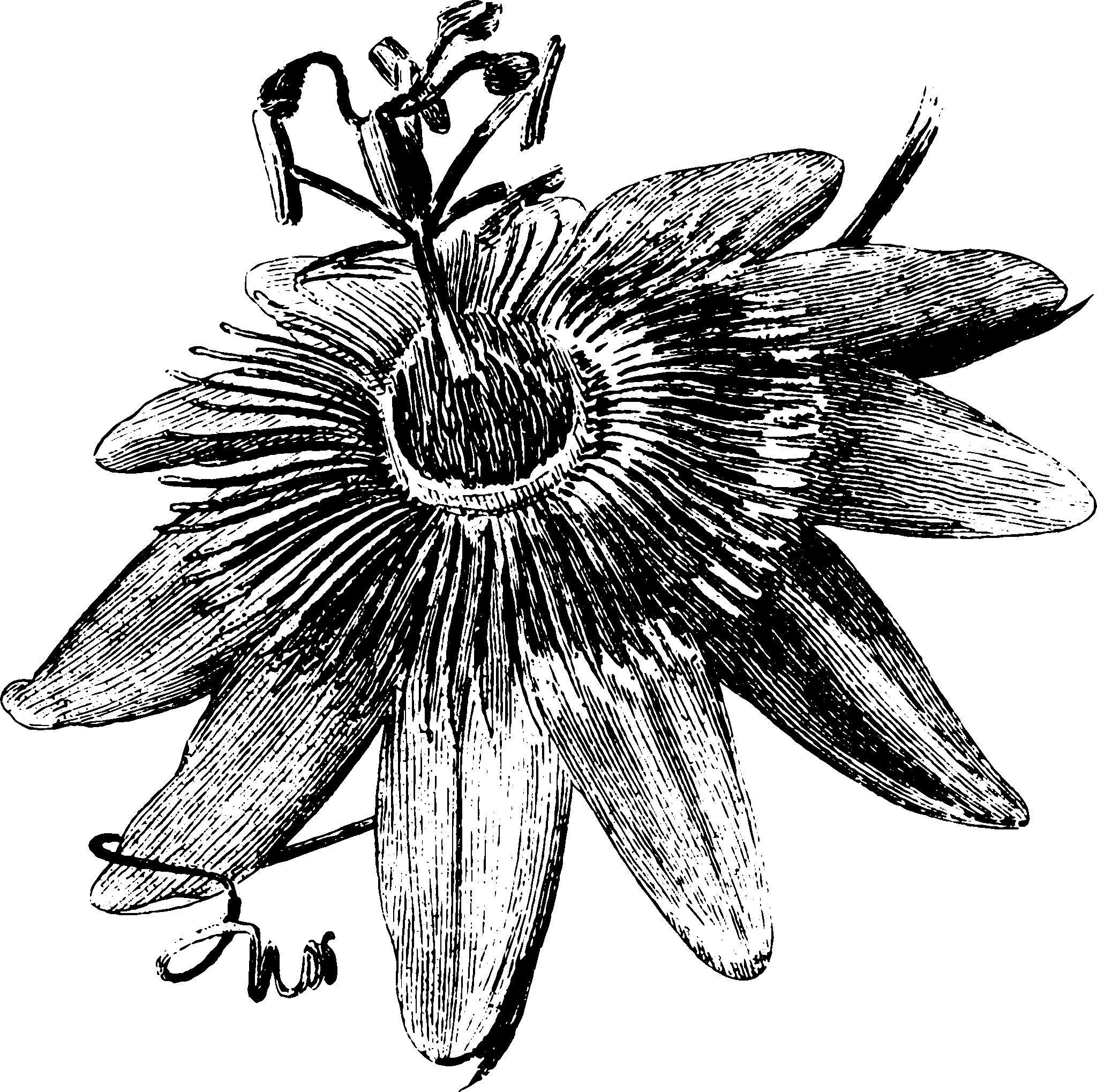 botanical corolla17 scaled