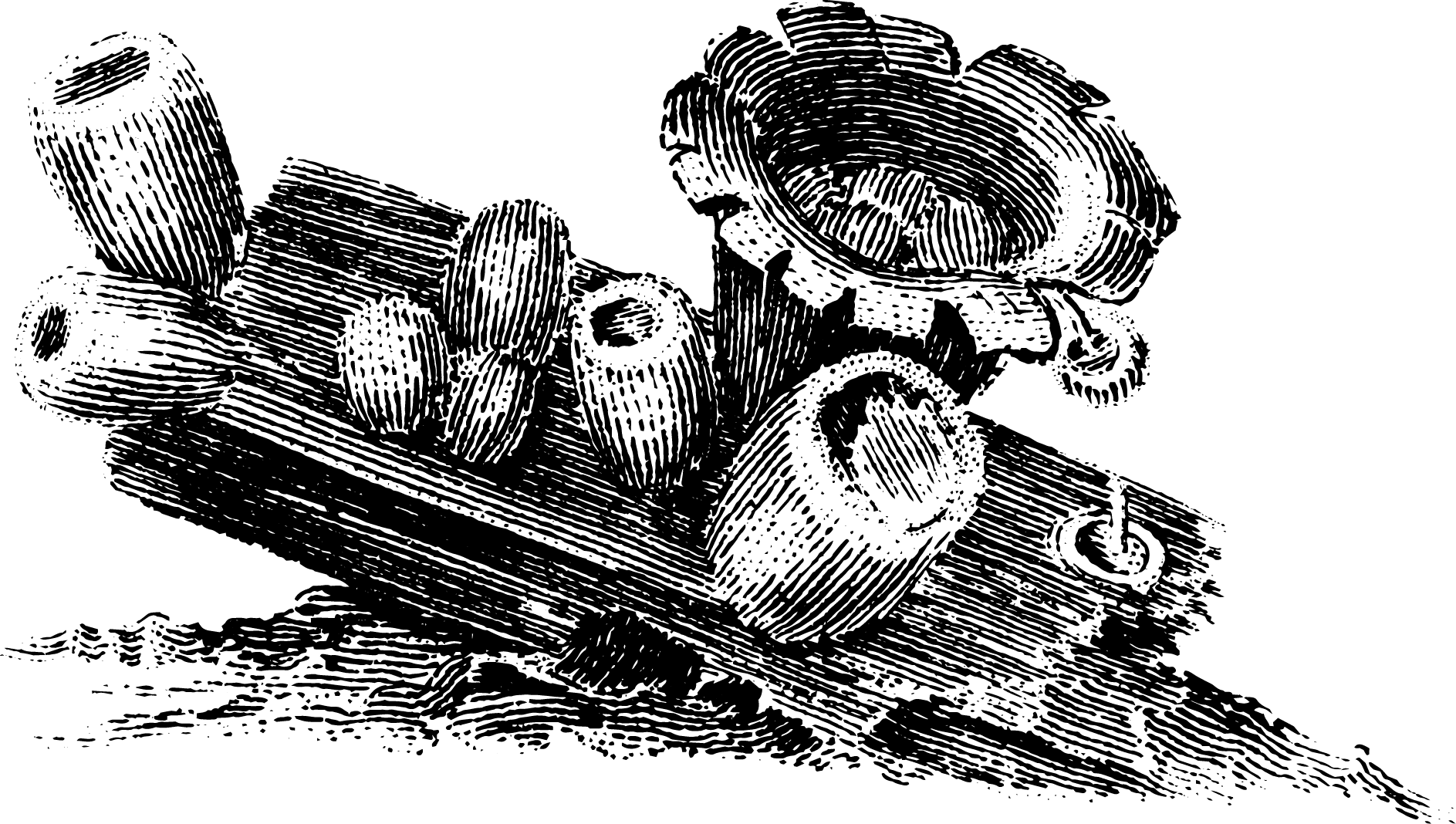 botanical cyathus vernicosus