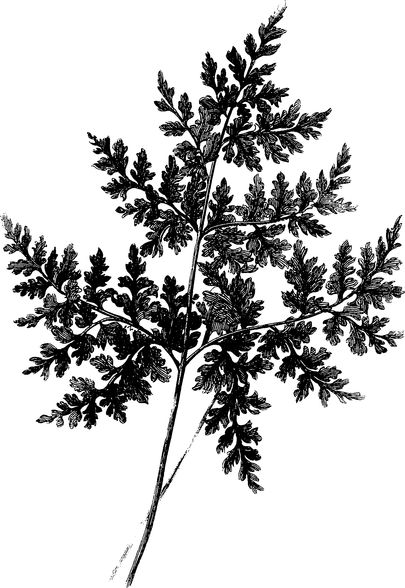 botanical cystopteris montana scaled