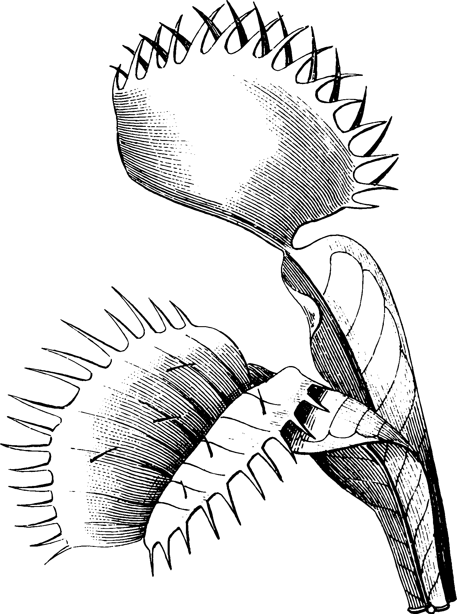 botanical dionaea scaled