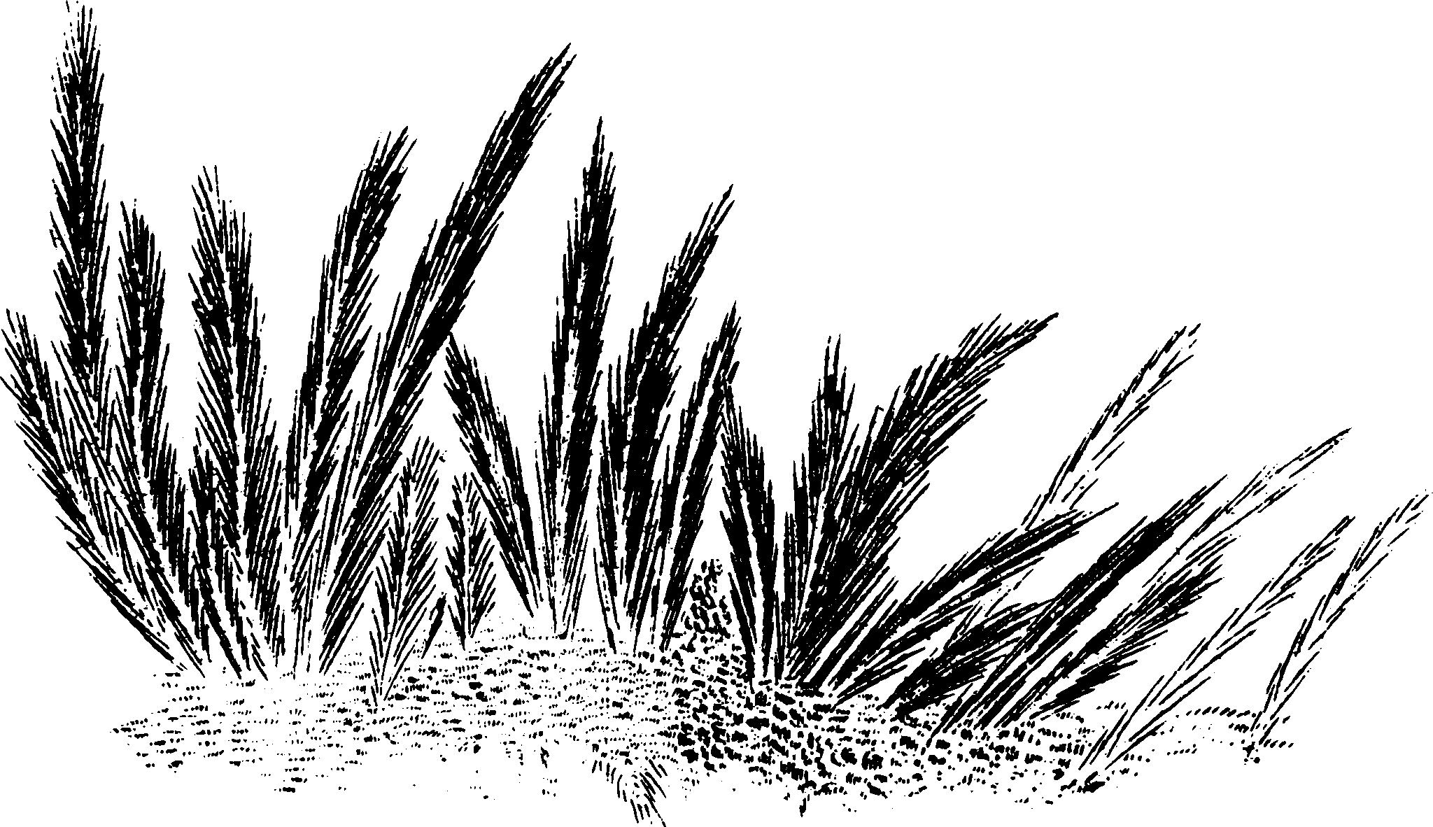 botanical feathery plant5 scaled