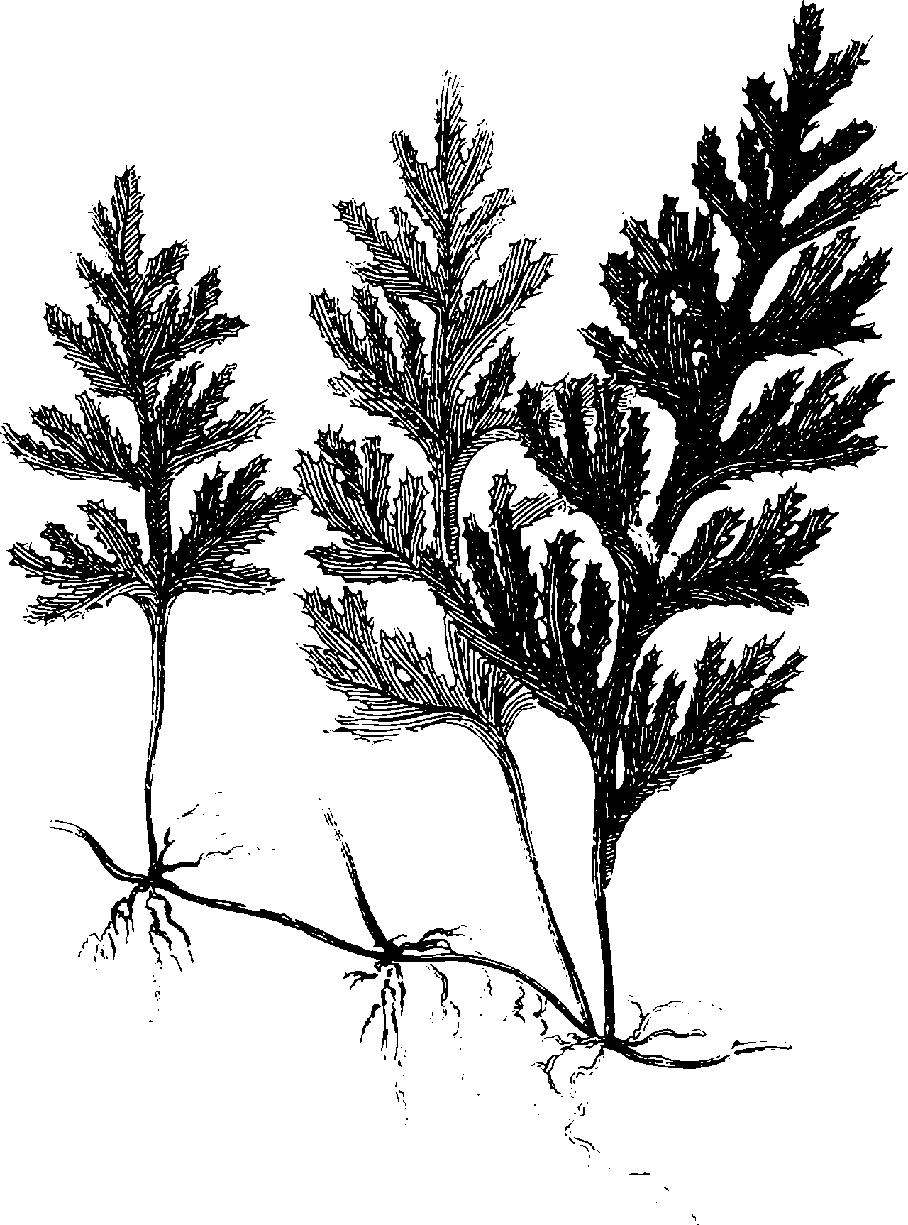 botanical hymenophyllum tunbridgense