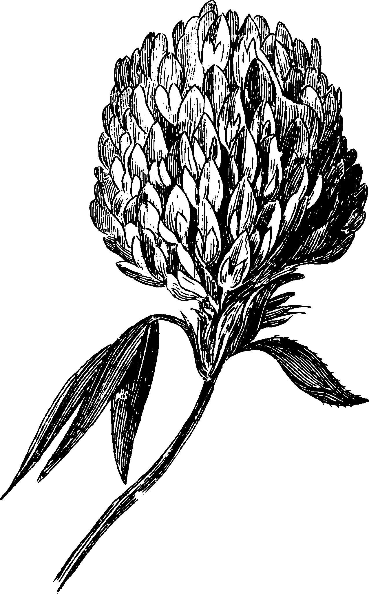 botanical inflorescence10 scaled