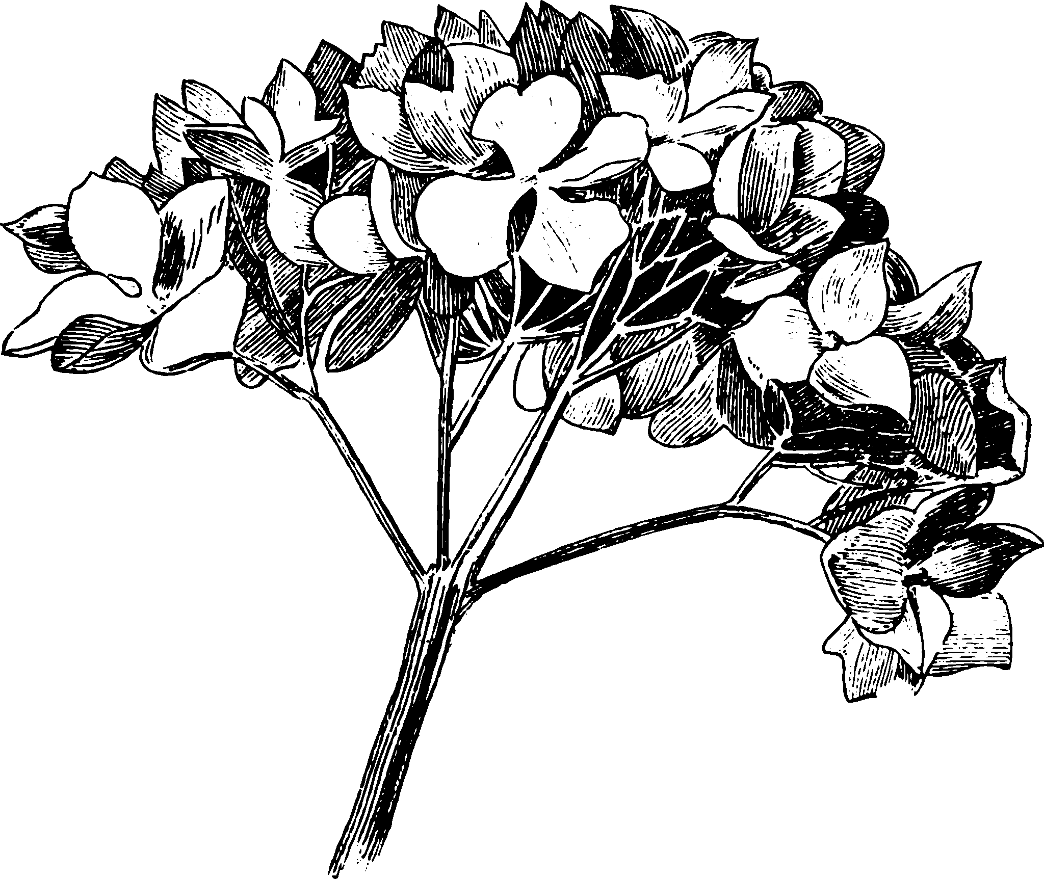 botanical inflorescence12 scaled