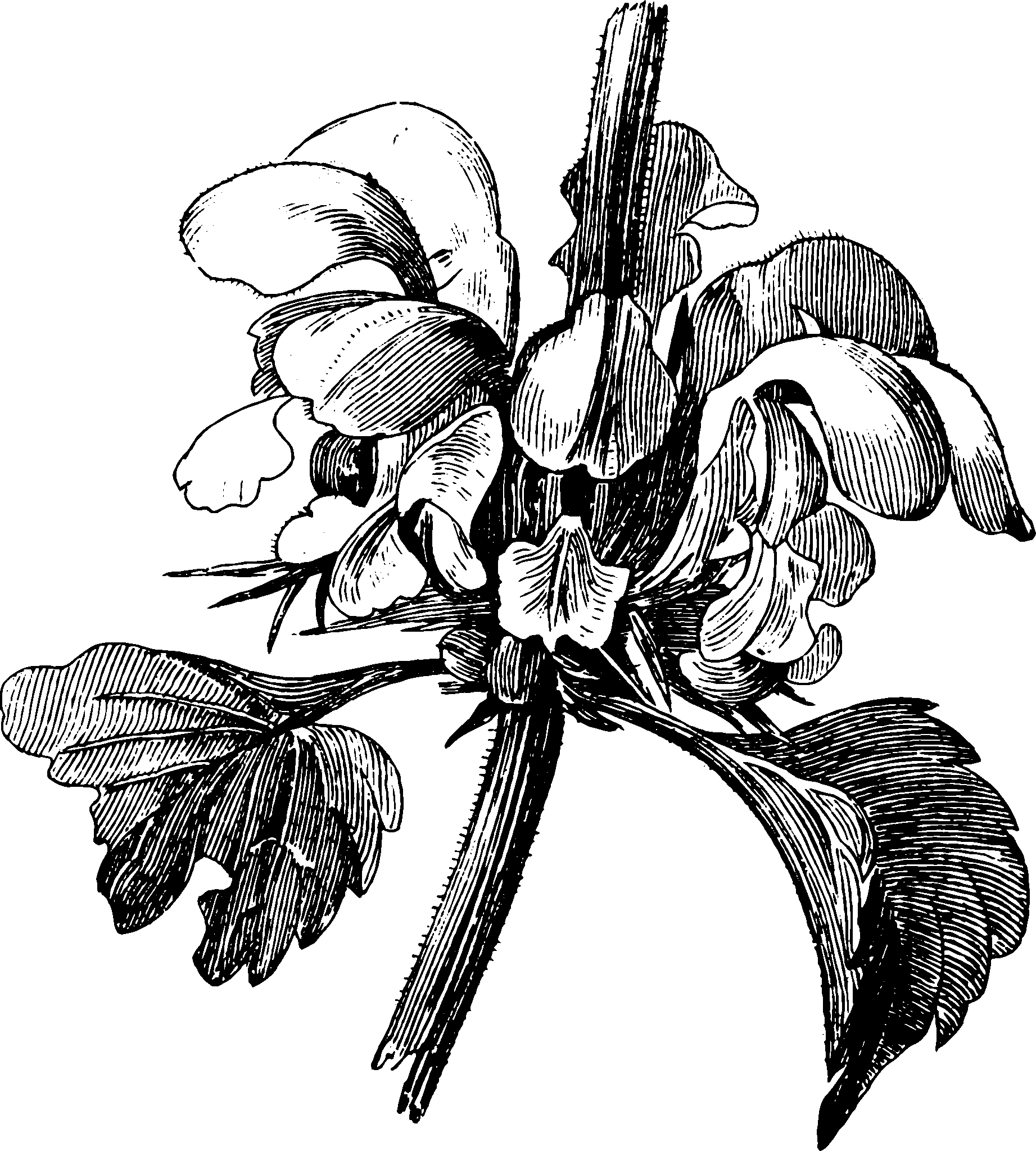 botanical inflorescence14 scaled