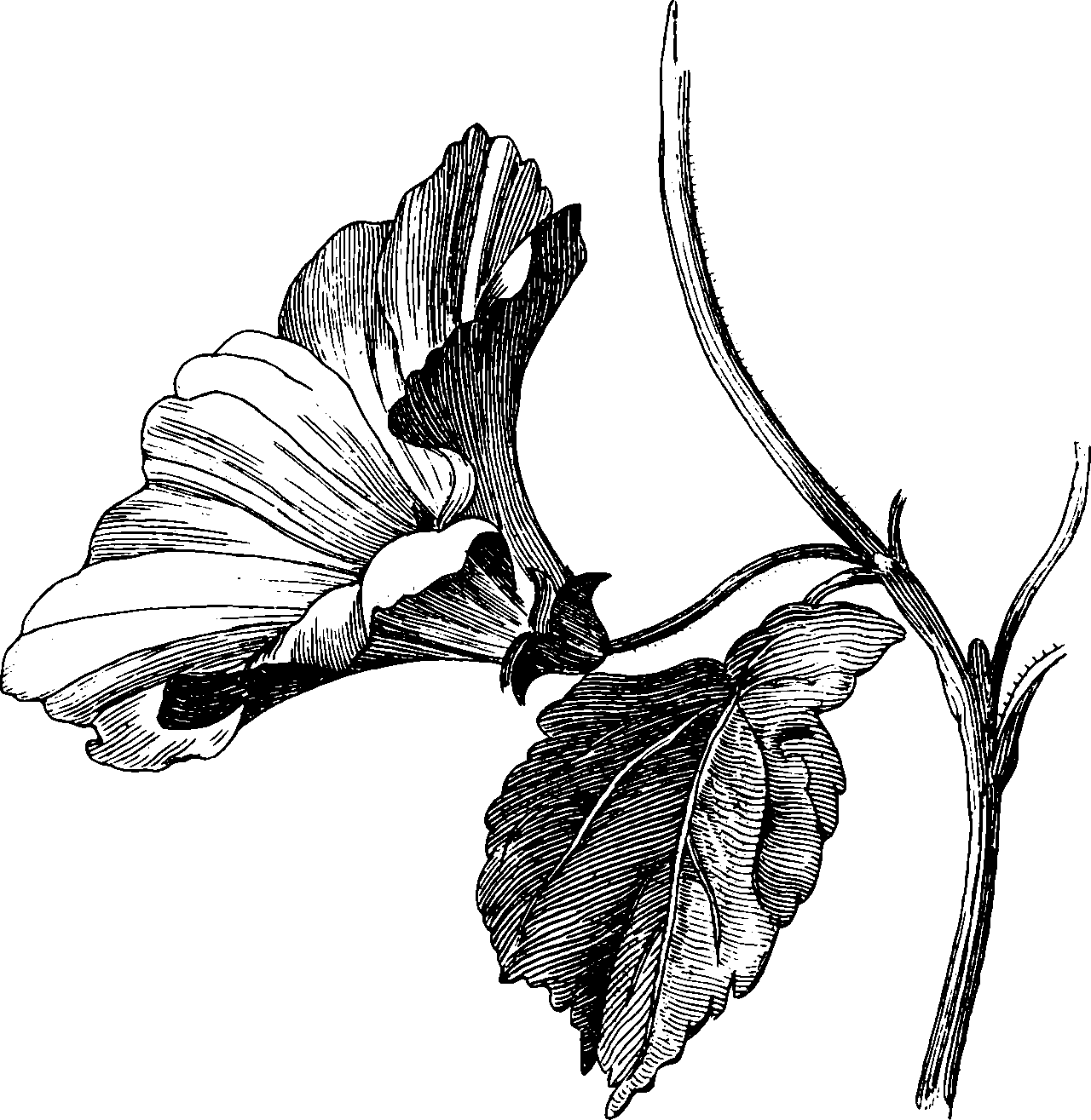 botanical inflorescence2