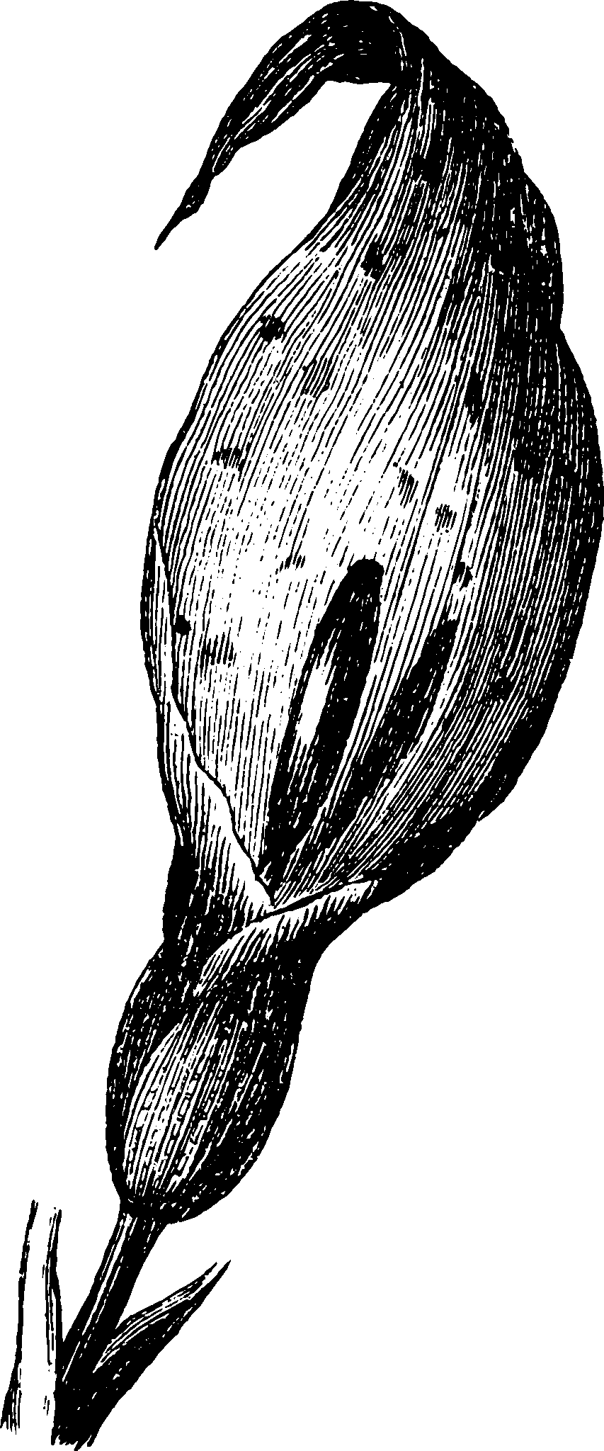 botanical inflorescence5 scaled