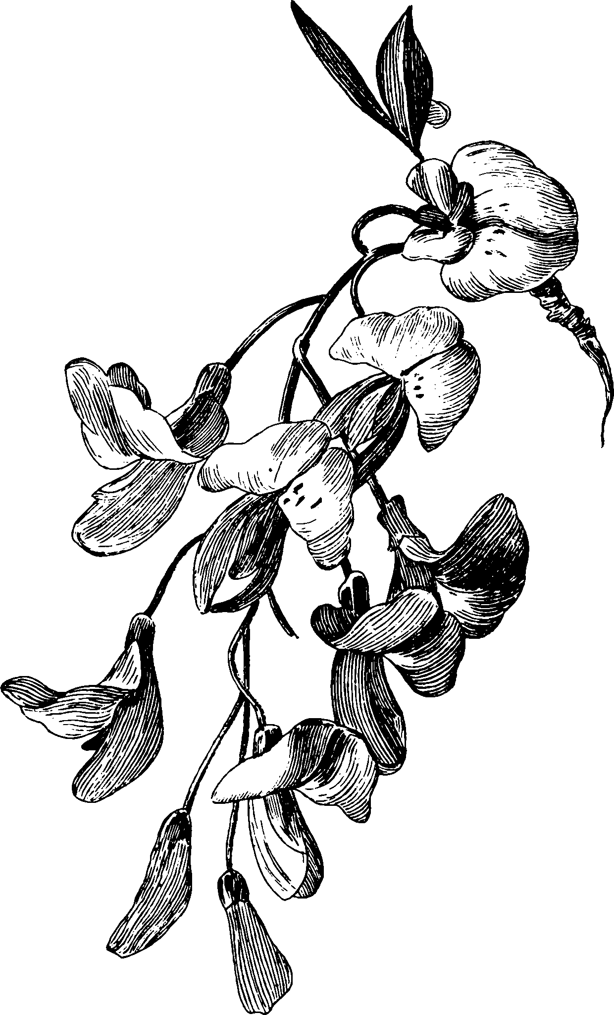 botanical inflorescence6 scaled