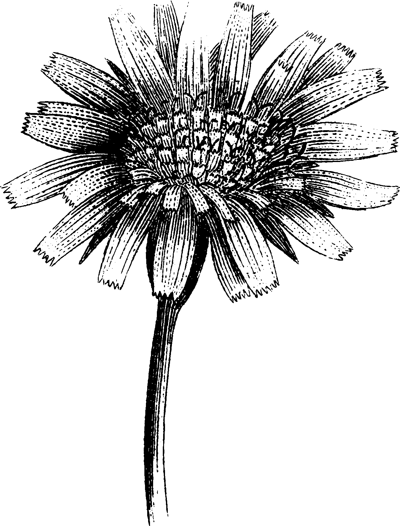 botanical inflorescence8