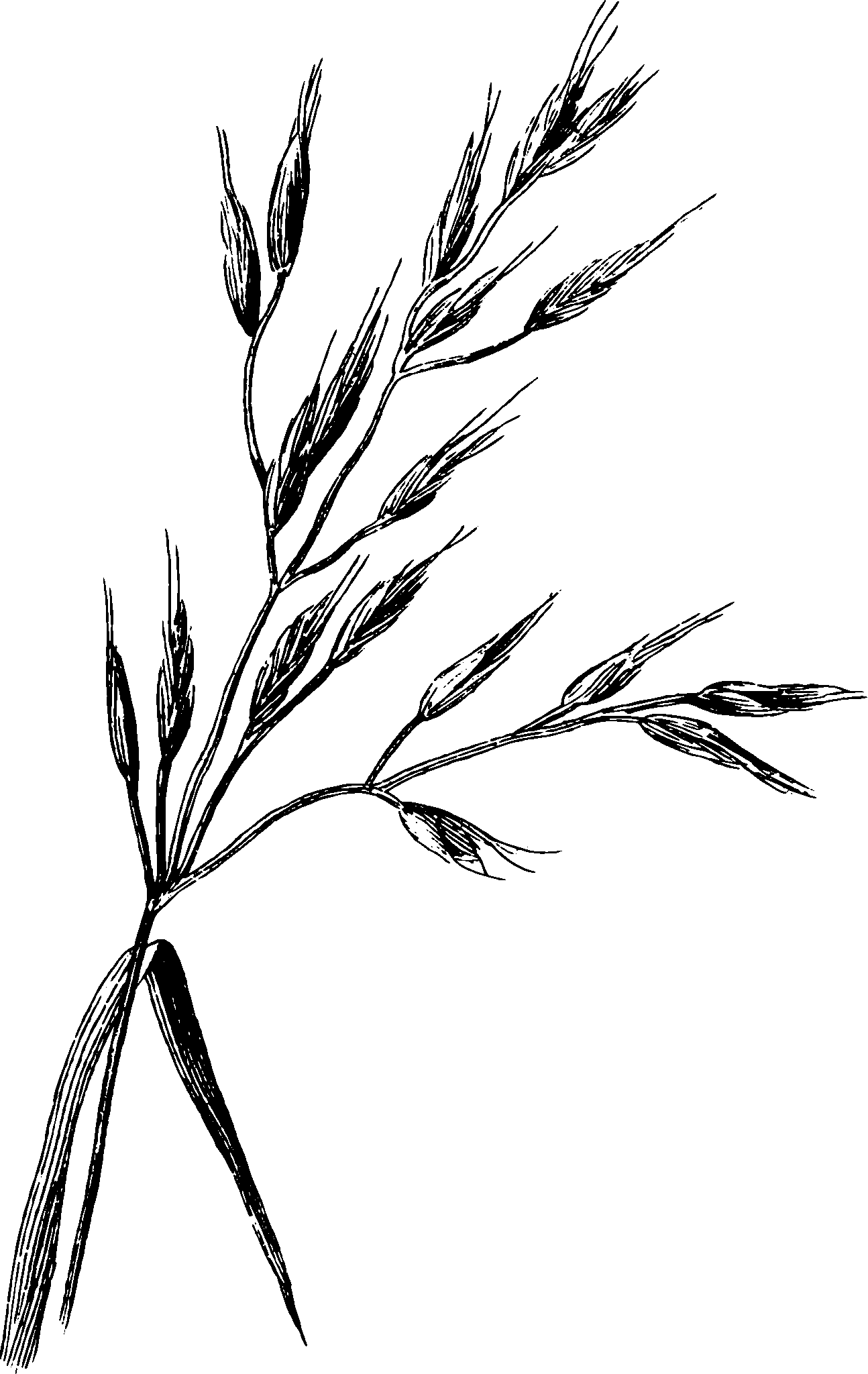 botanical inflorescence9 scaled