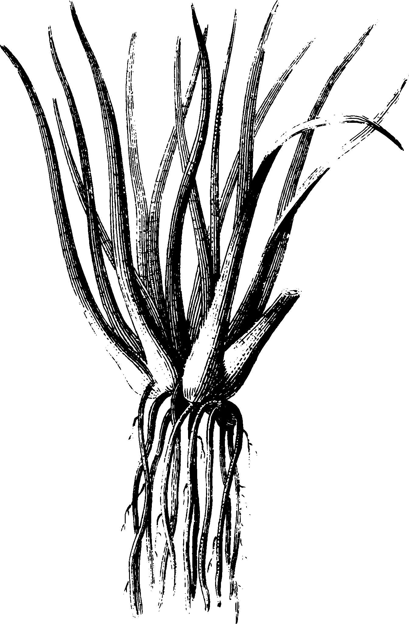botanical isoetes lacustris scaled