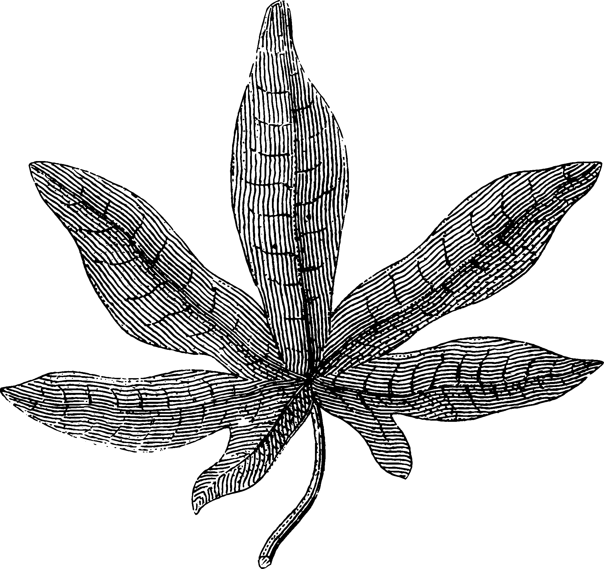 botanical leaf18 scaled