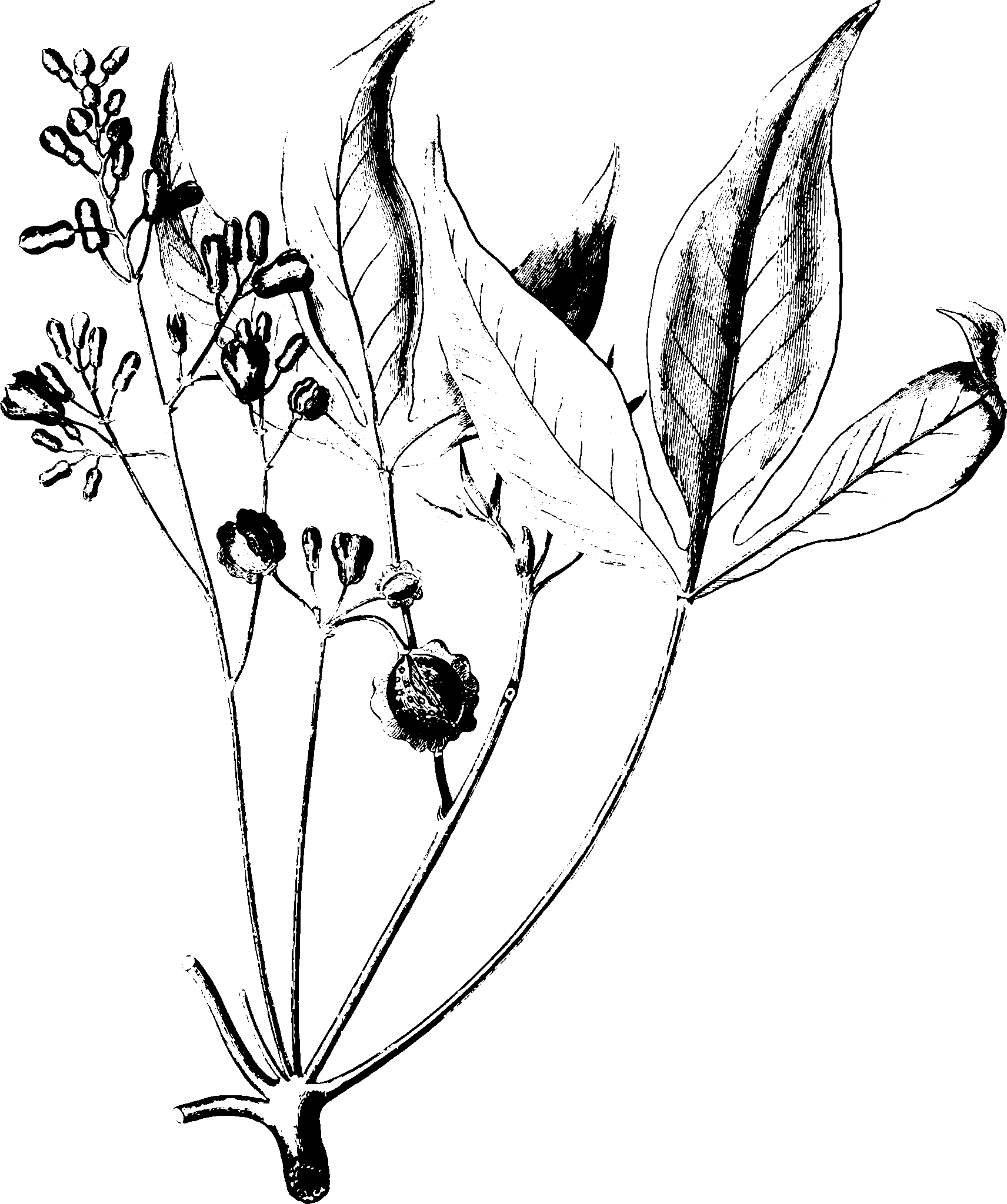 botanical manihot scaled